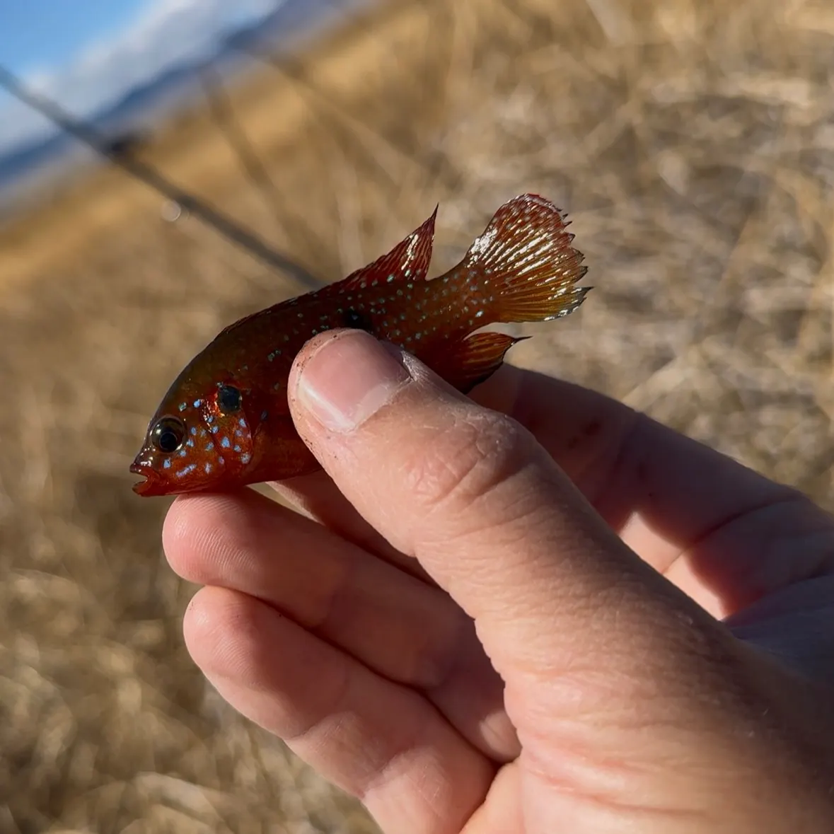 The most recent African Jewelfish catches on Fishbrain