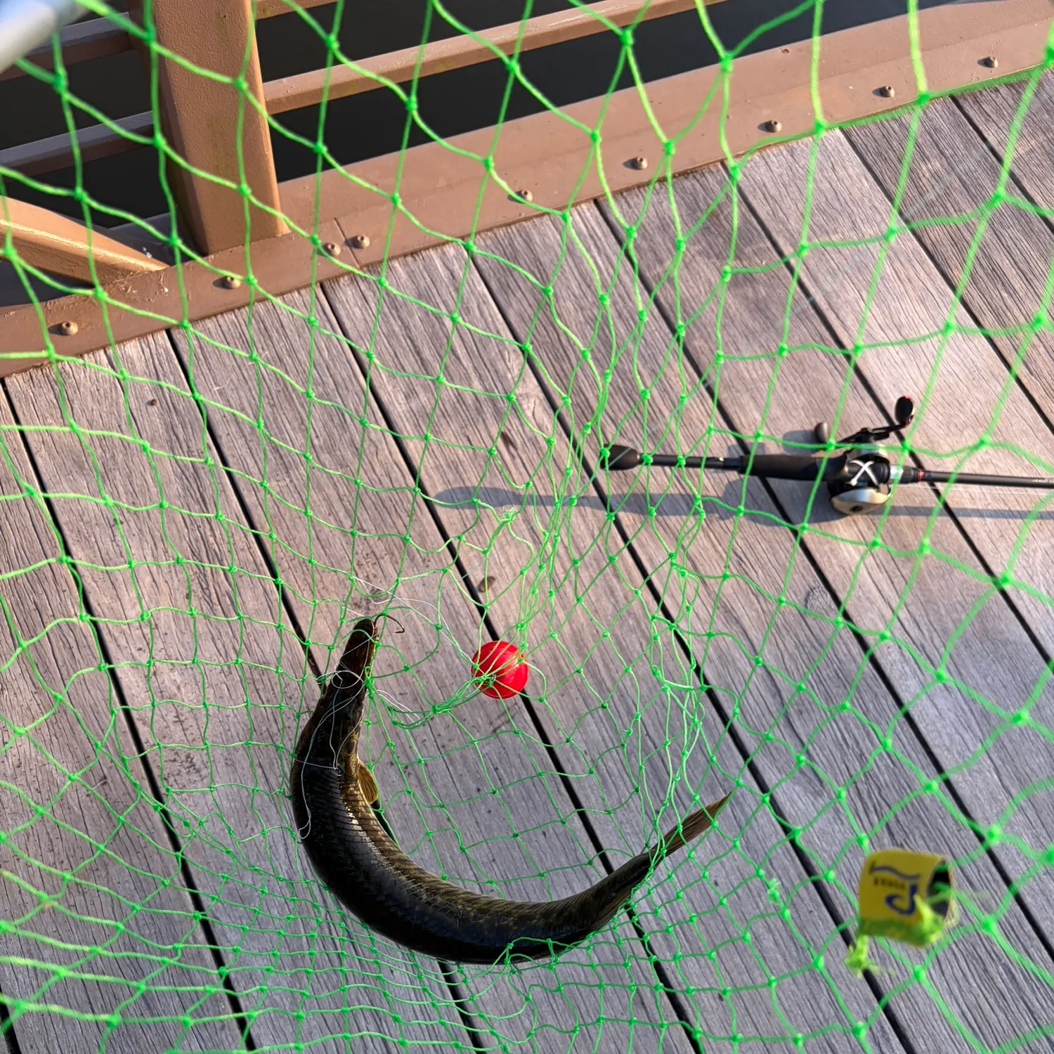 The most recent Spotted gar catches on Fishbrain