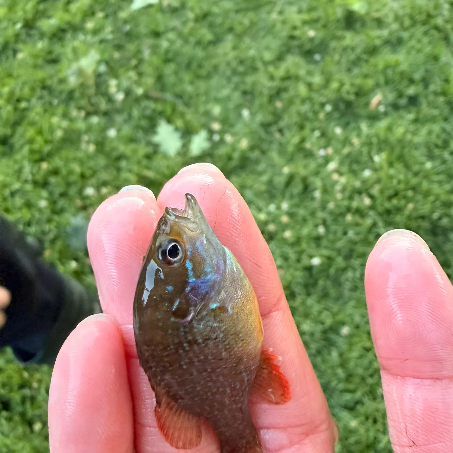 The most recent Pumpkingill hybrid catches on Fishbrain