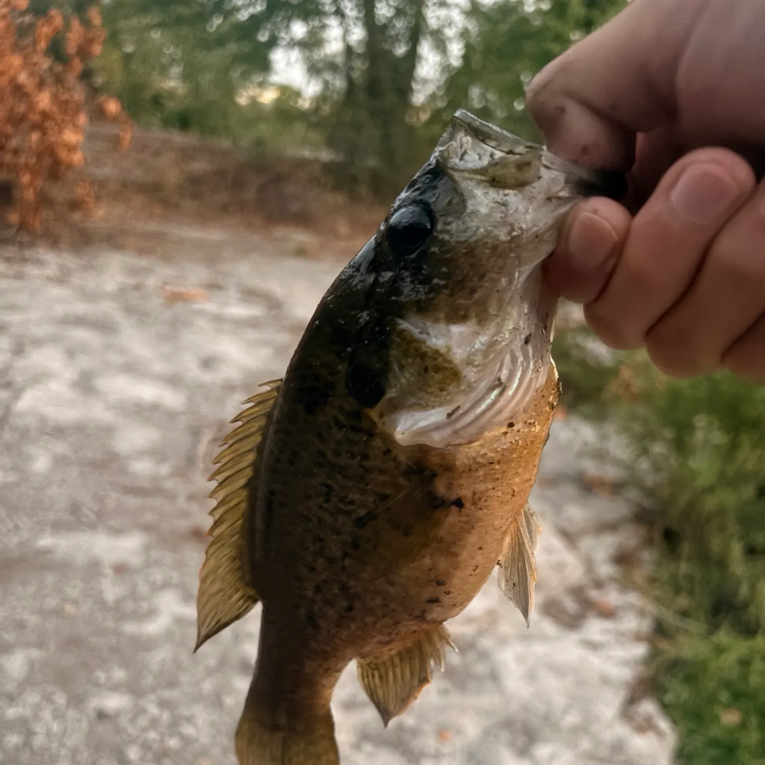 Warmouth caught on Fishbrain