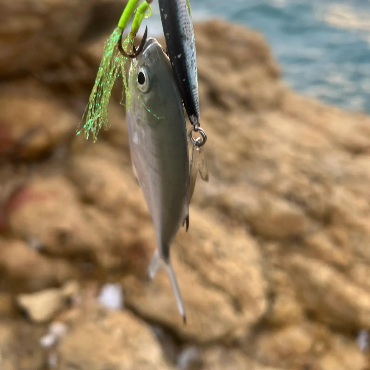 The most recent Derbio catches on Fishbrain