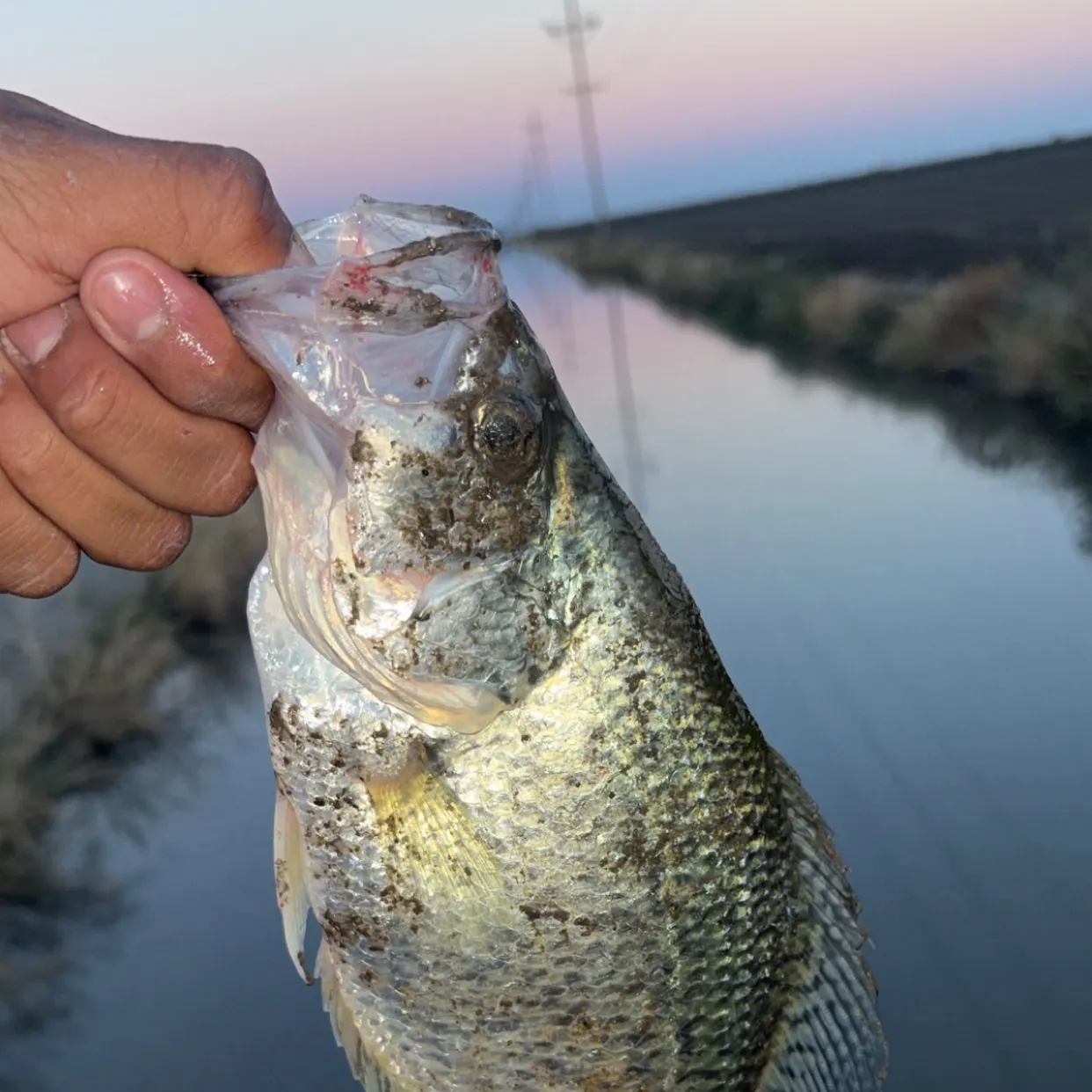 Black crappie caught on Fishbrain