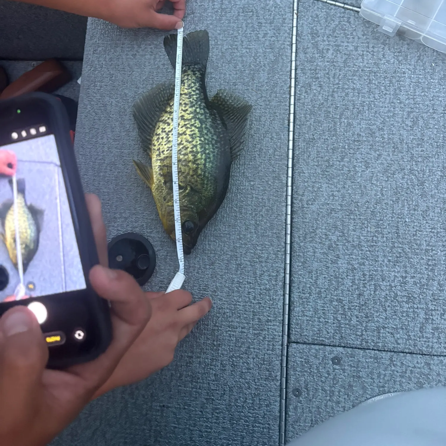 recently logged catches