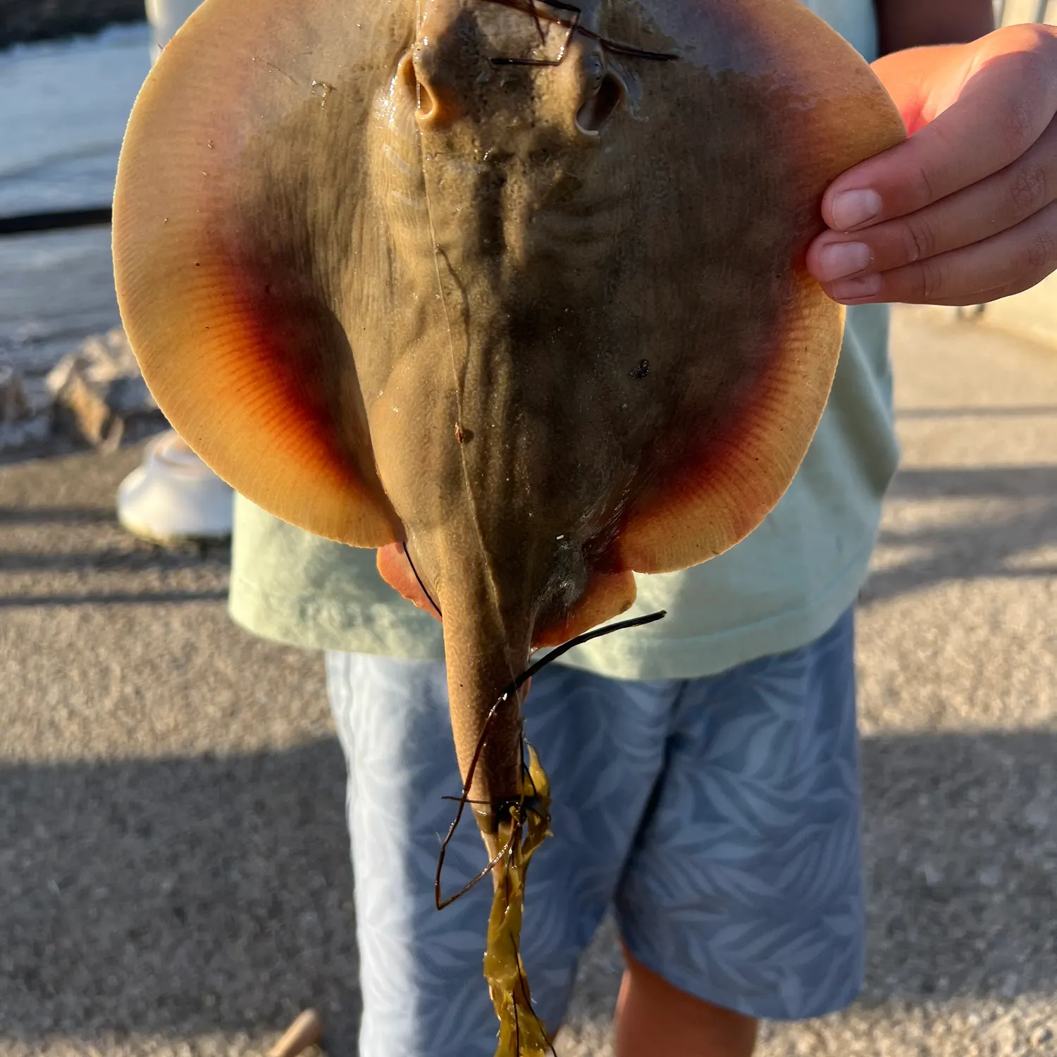 Haller's round ray caught on Fishbrain