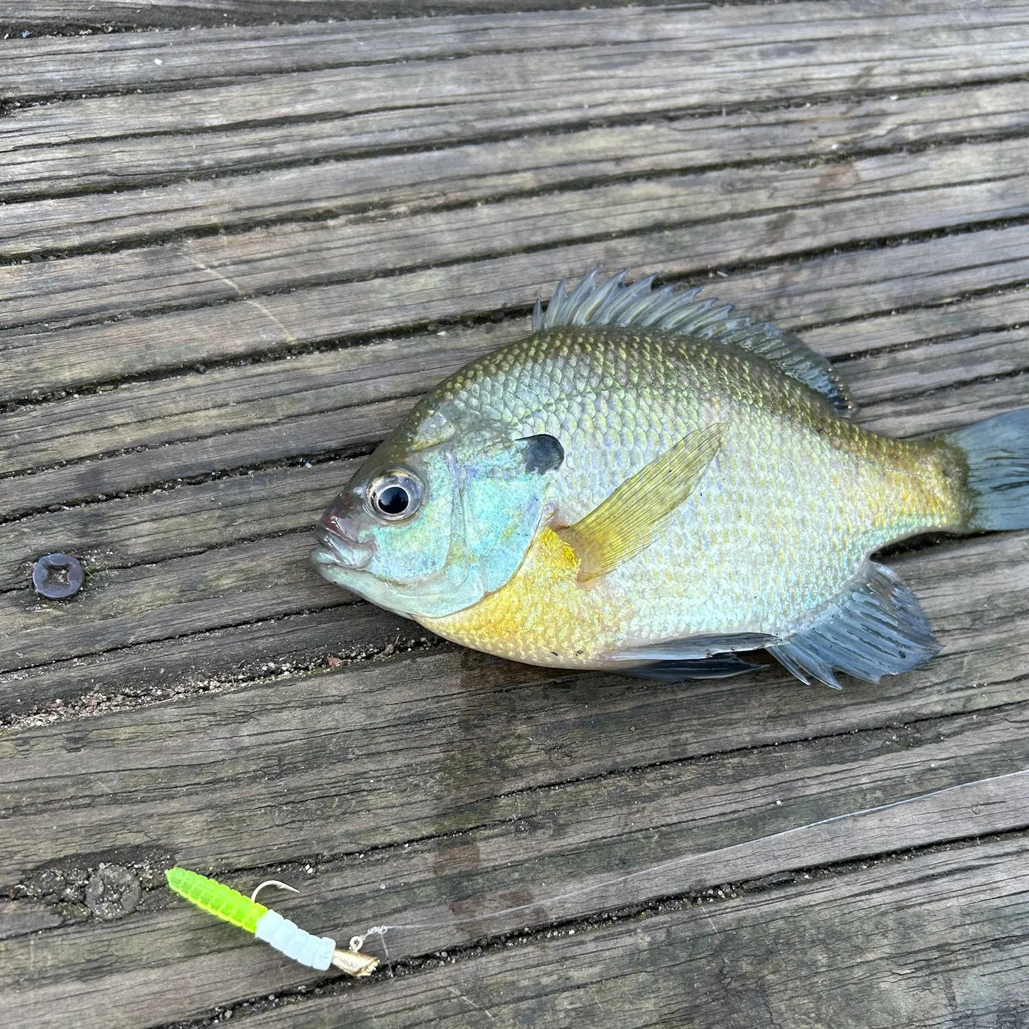 Bluegill caught on Fishbrain