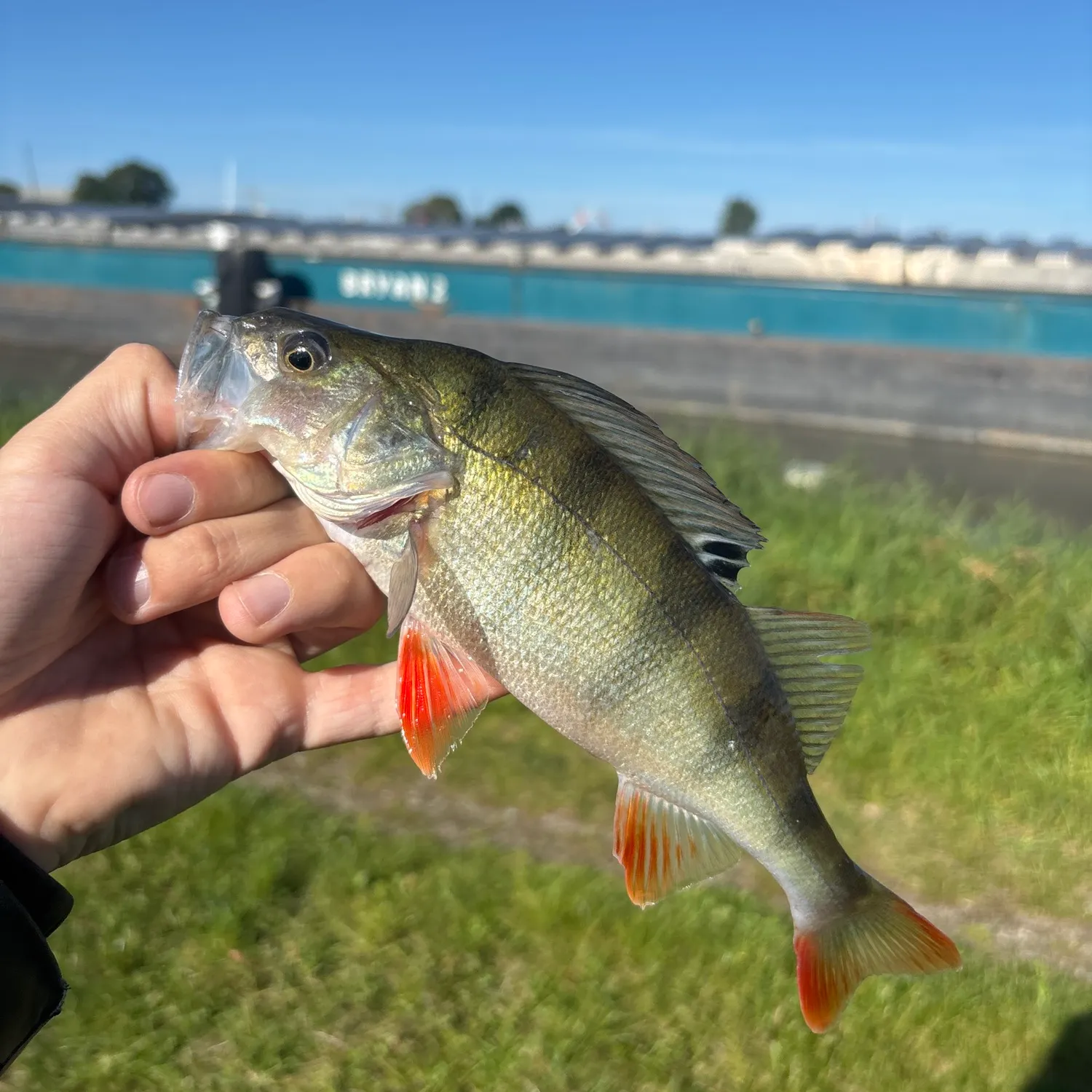 European perch caught on Fishbrain