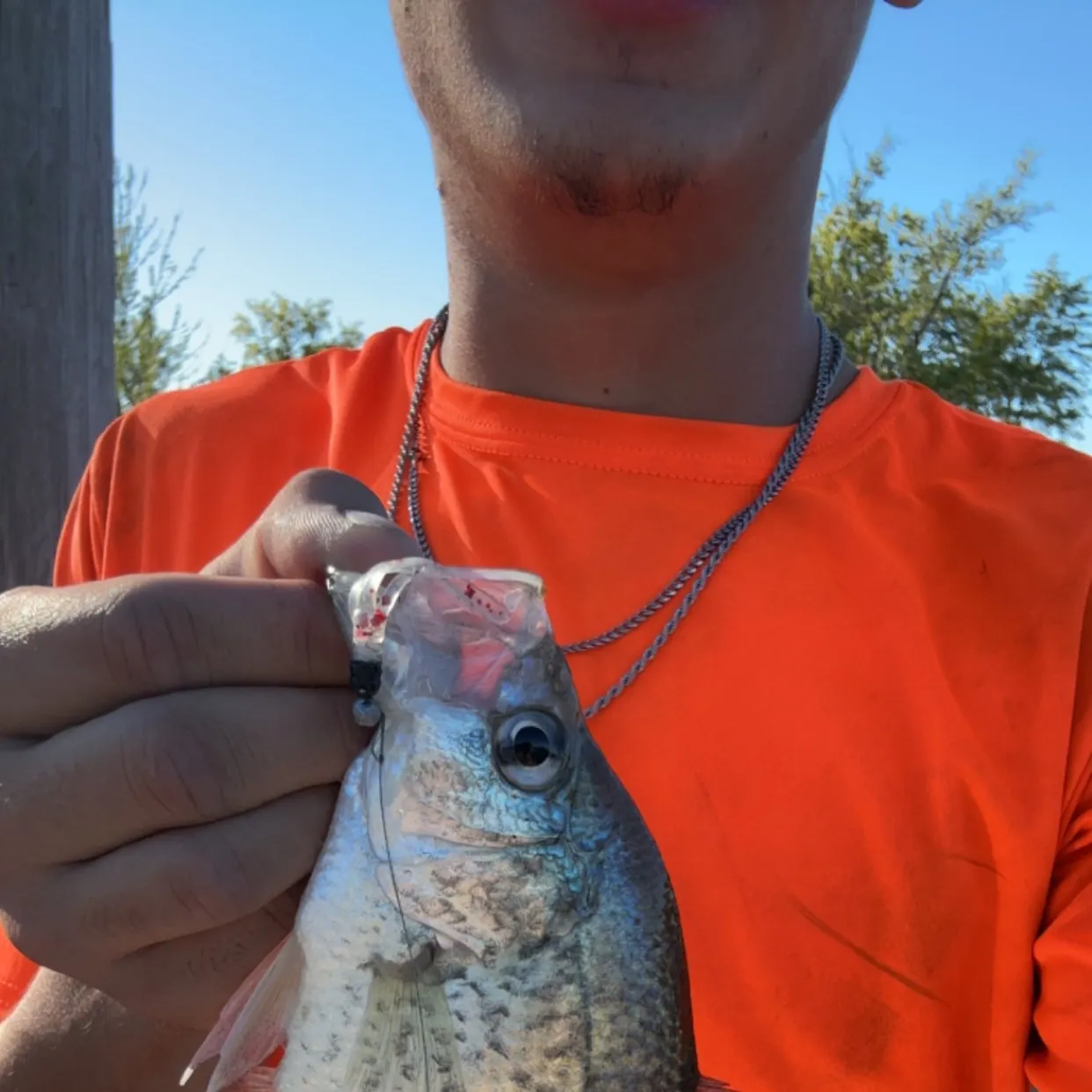 Black crappie caught on Fishbrain