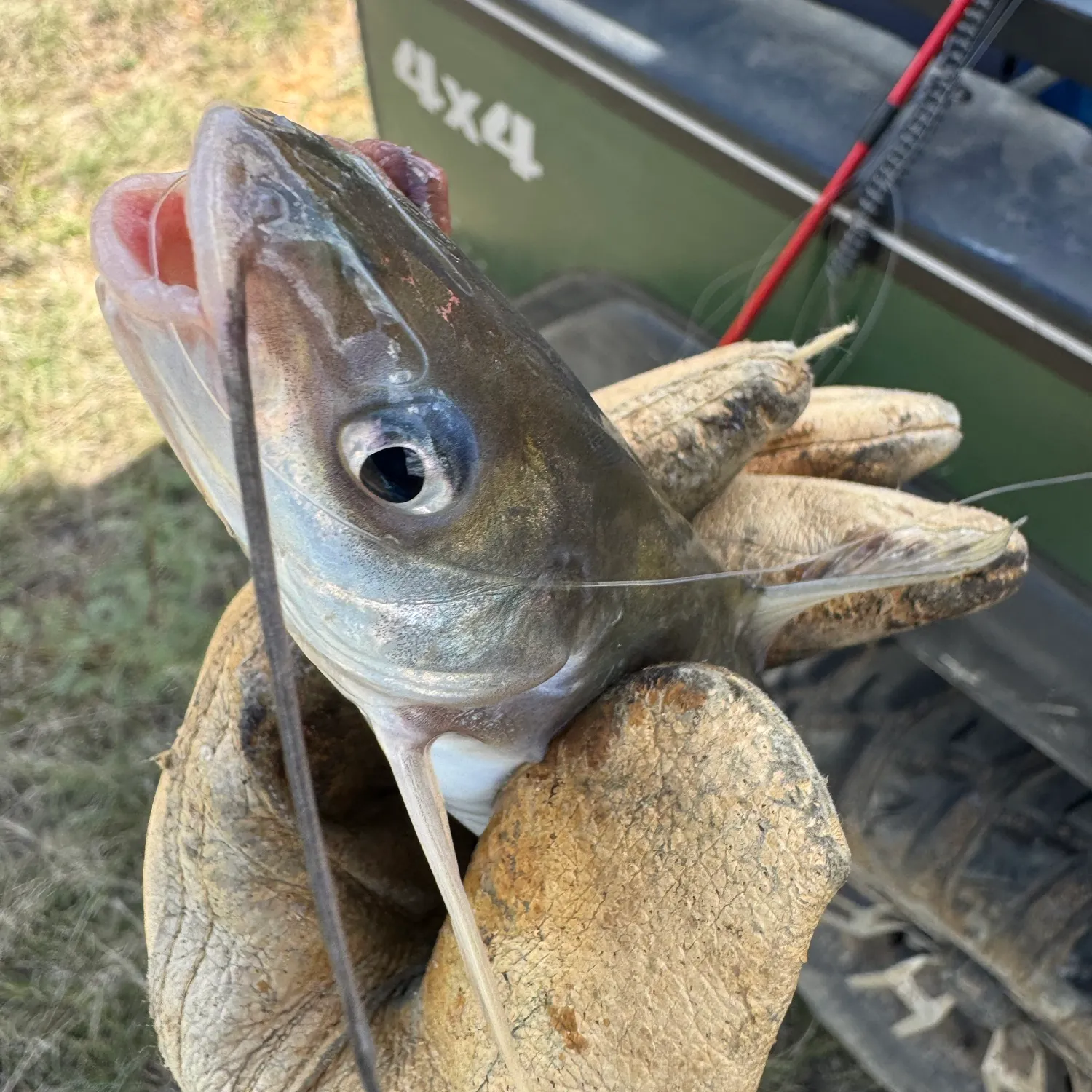 The most recent Hardhead sea catfish catches on Fishbrain