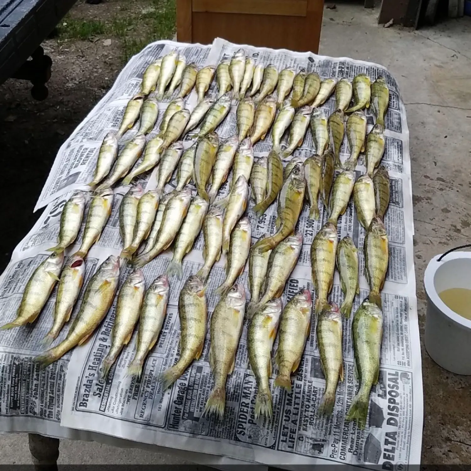 recently logged catches