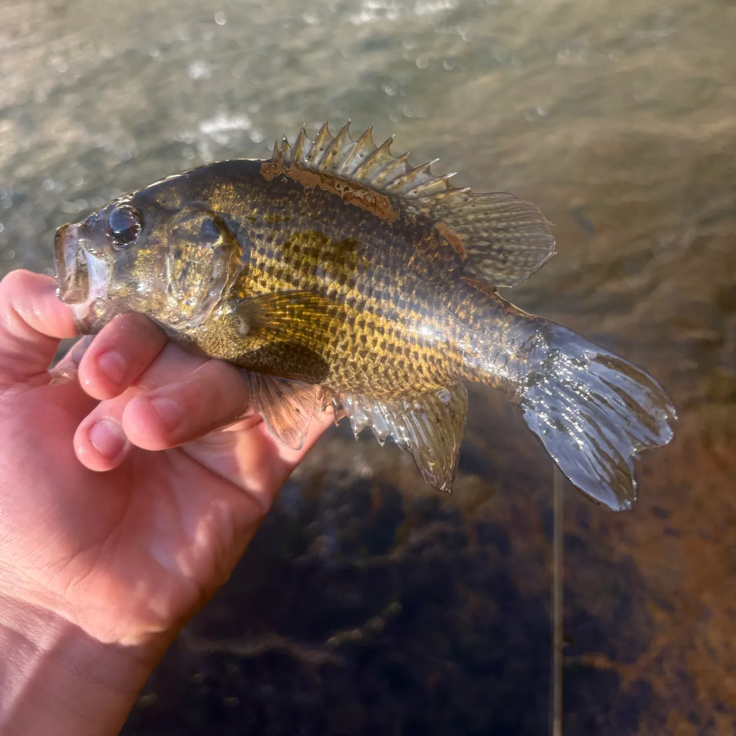 Rock bass caught on Fishbrain