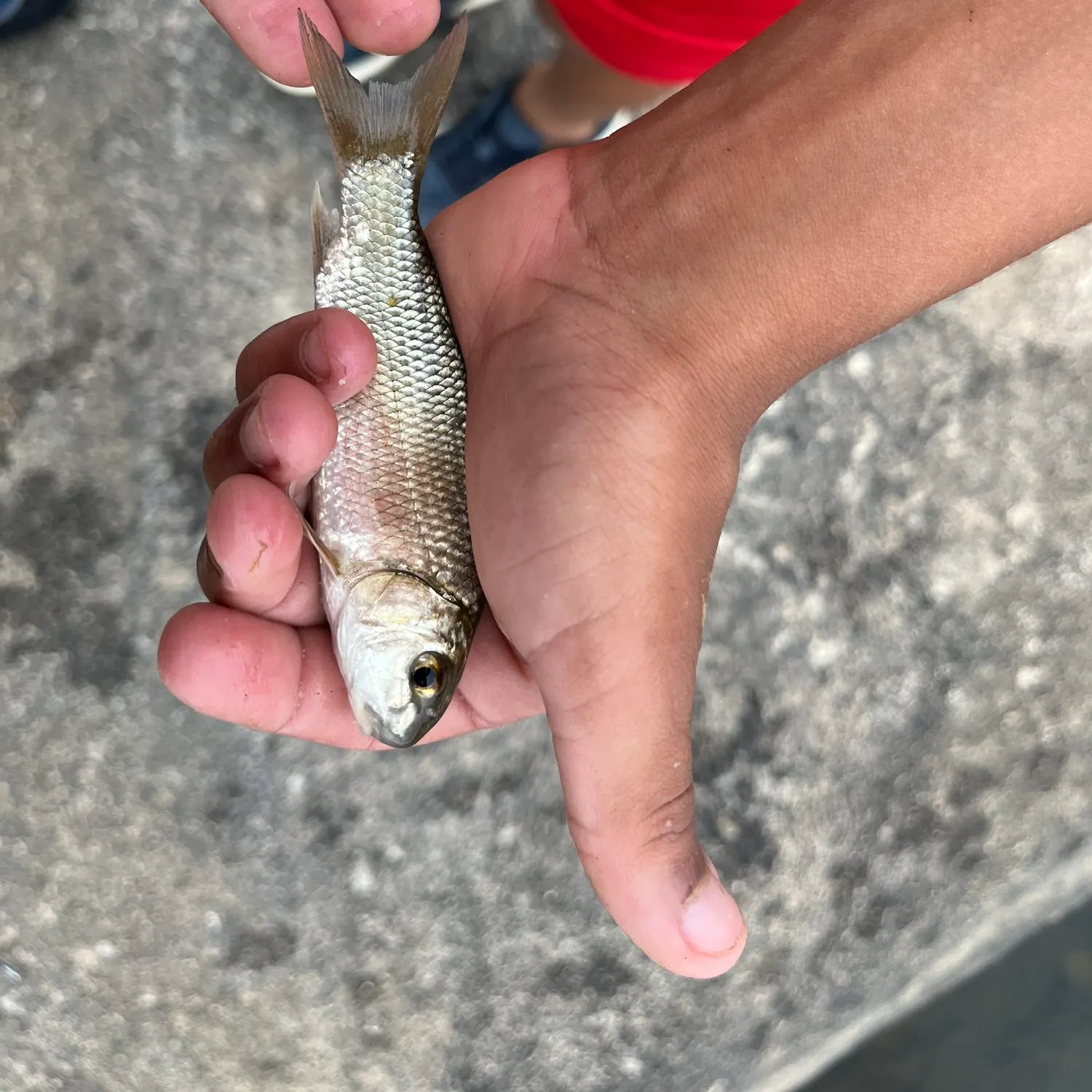 The most recent Striped shiner catches on Fishbrain