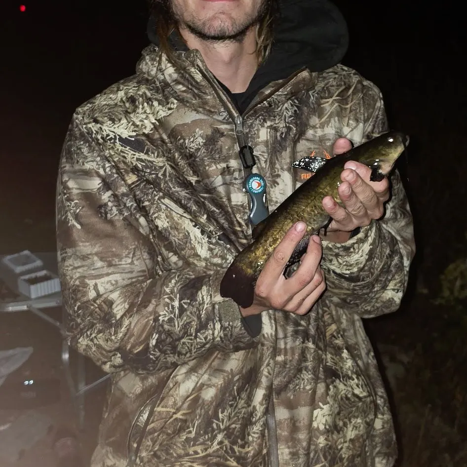 Brown bullhead caught on Fishbrain