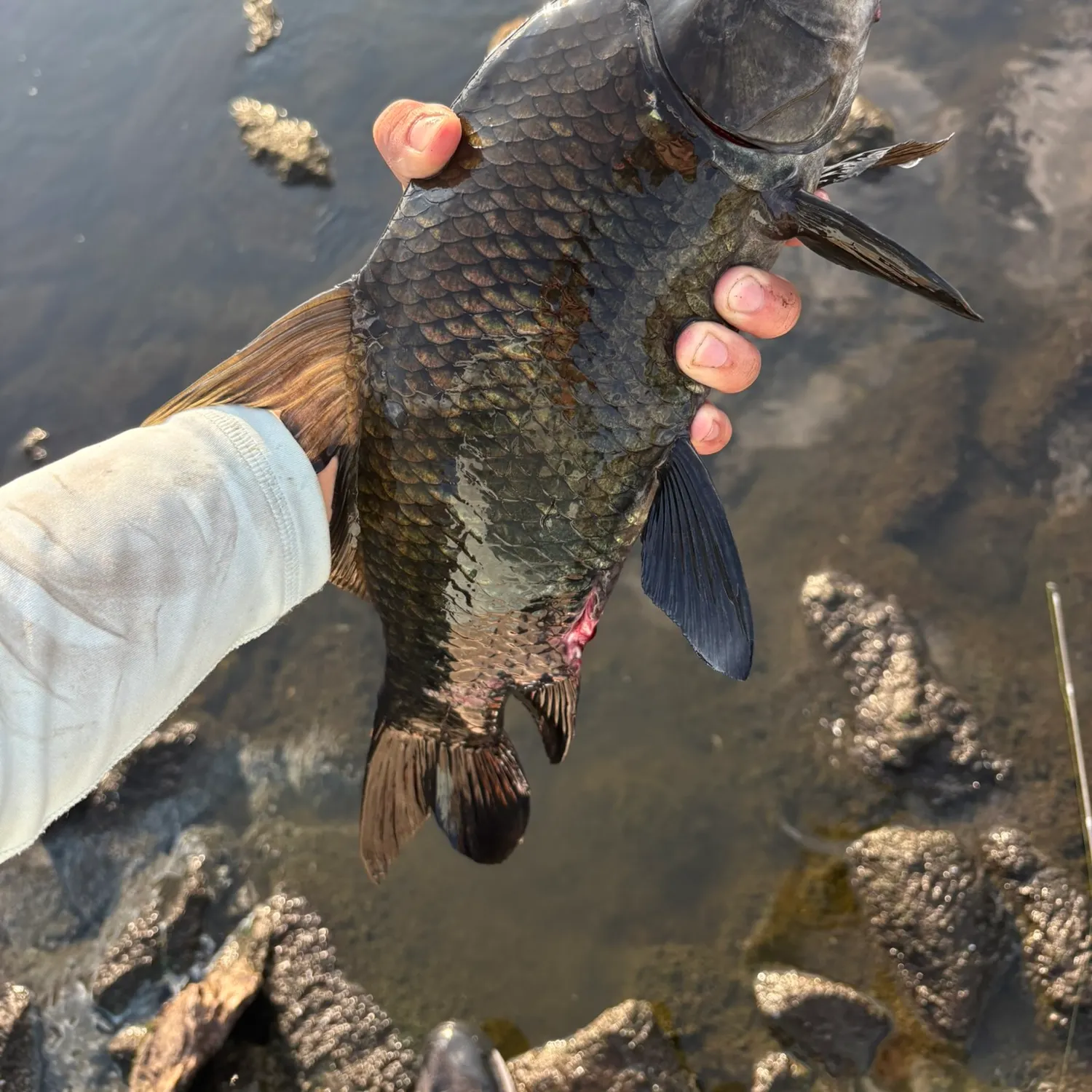 Black buffalo caught on Fishbrain
