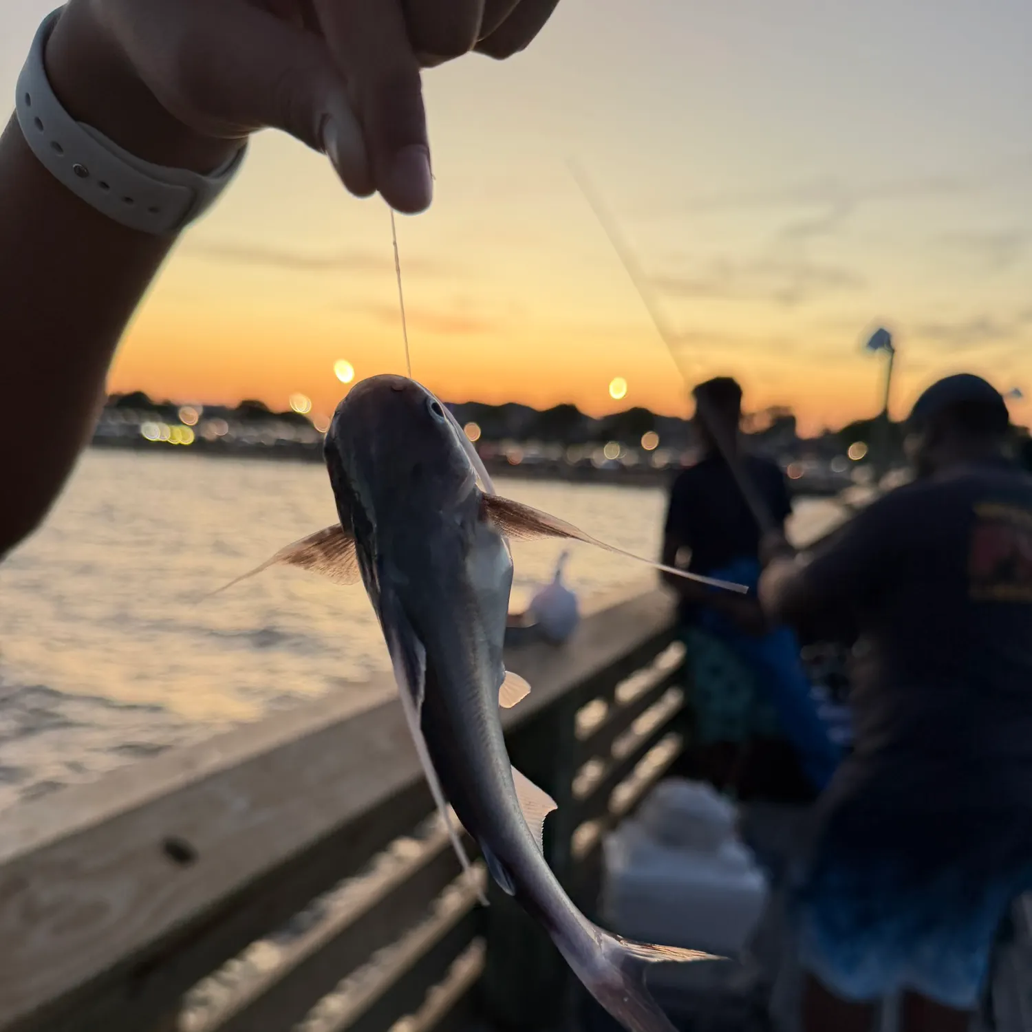 Gafftopsail sea catfish caught on Fishbrain