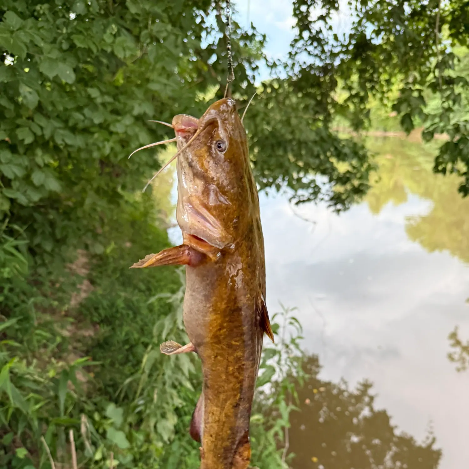 The most recent Brown bullhead catches on Fishbrain