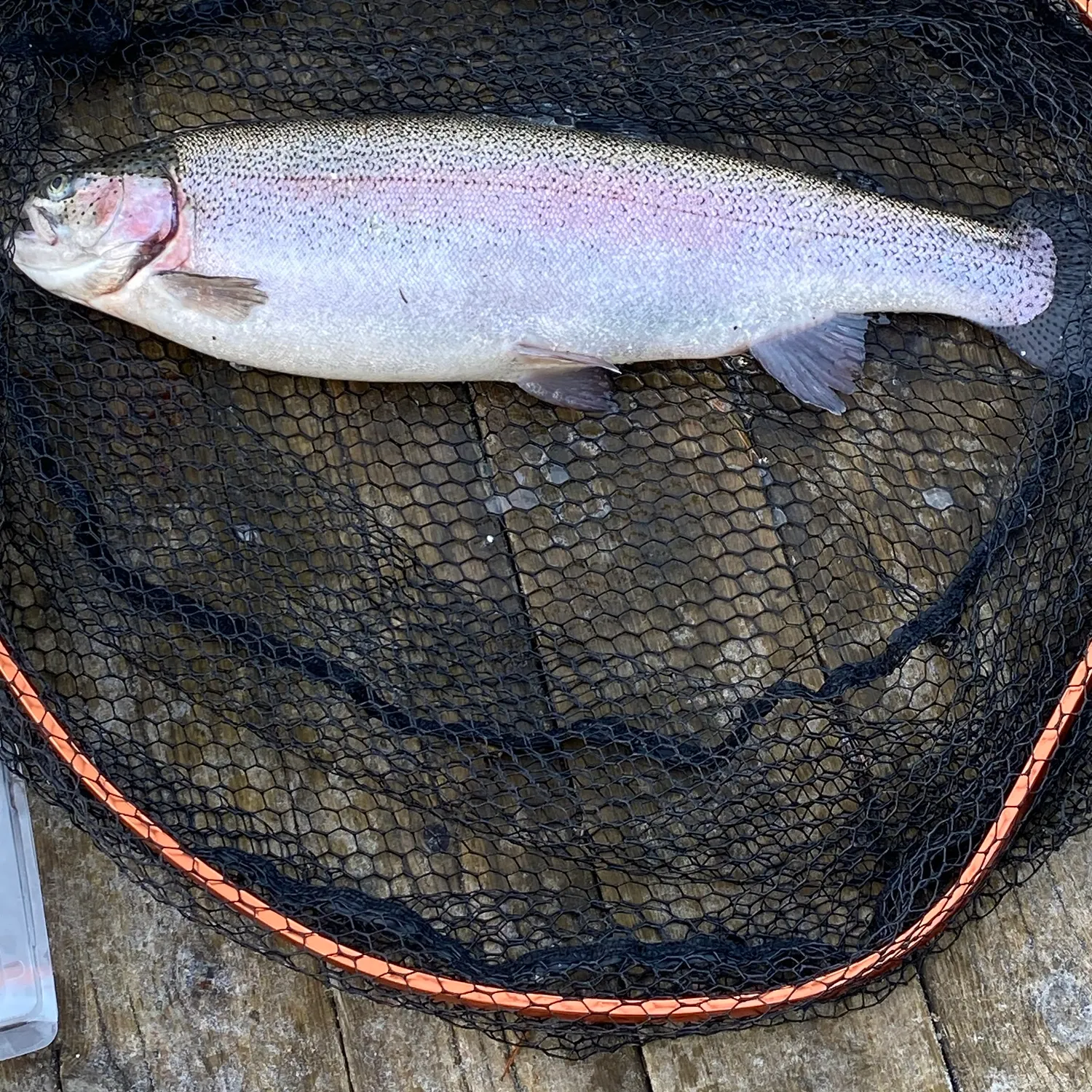 Rainbow trout caught on Fishbrain