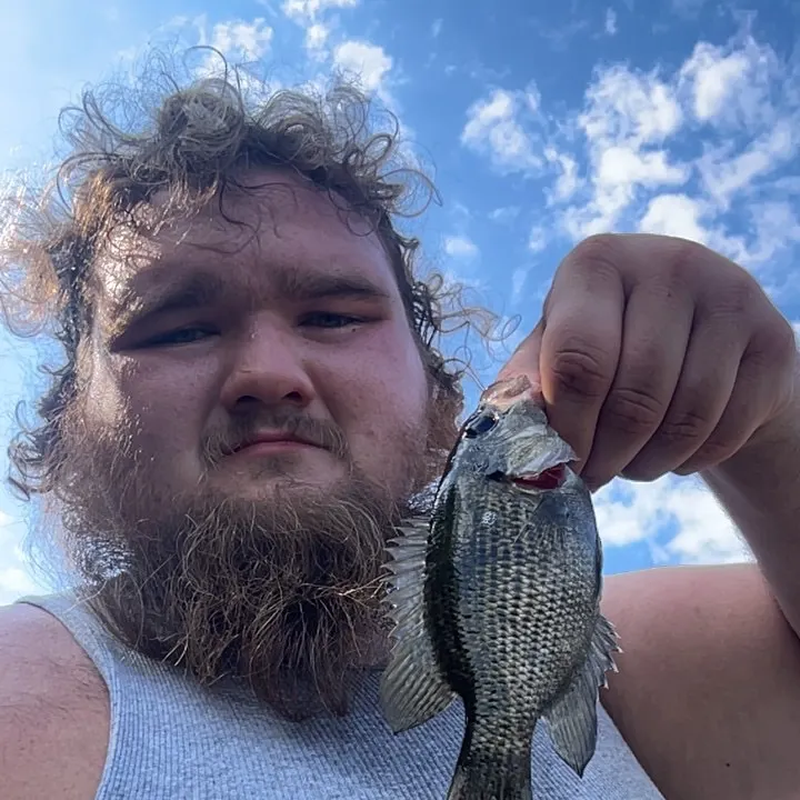 Rock bass caught on Fishbrain