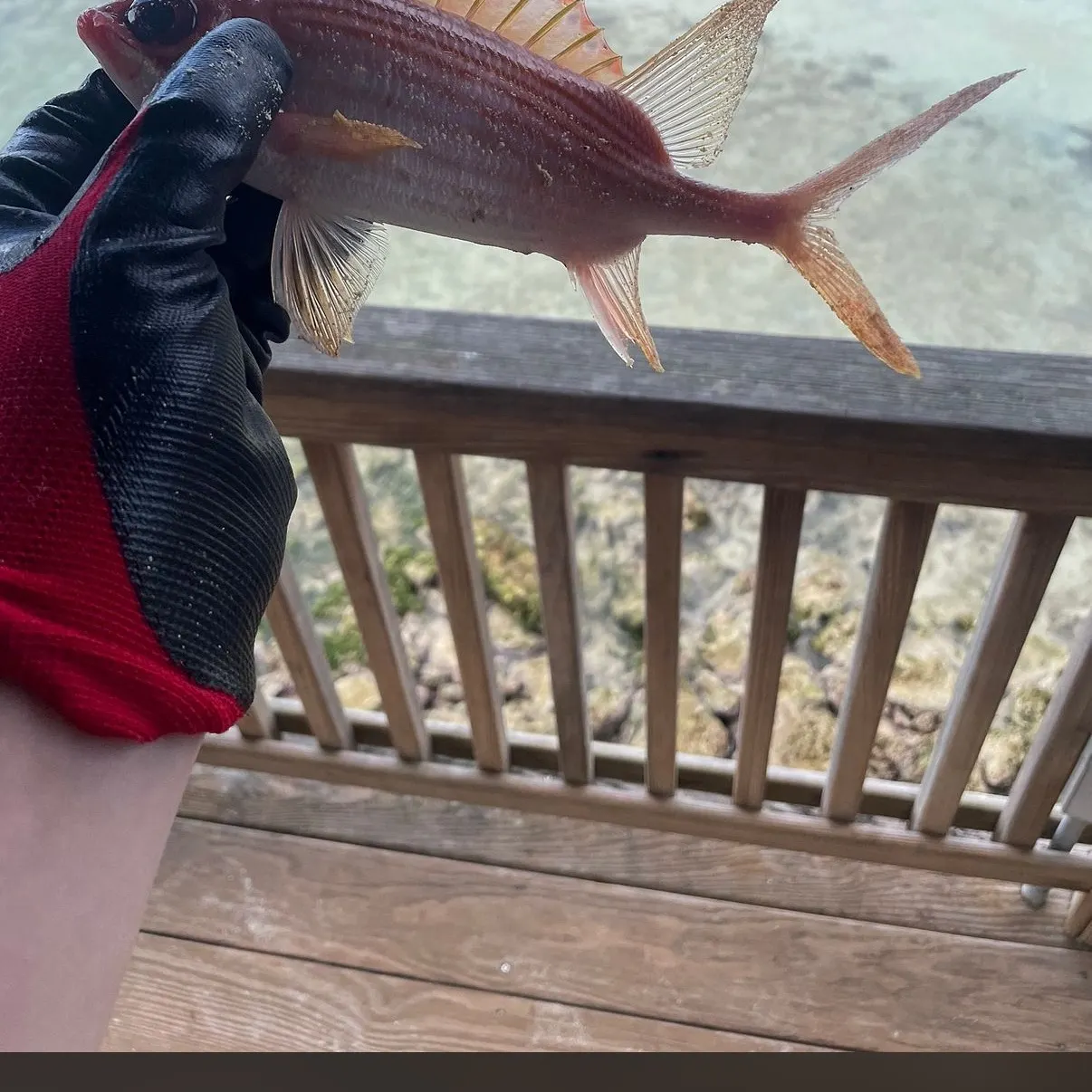 The most recent Common squirrelfish catches on Fishbrain
