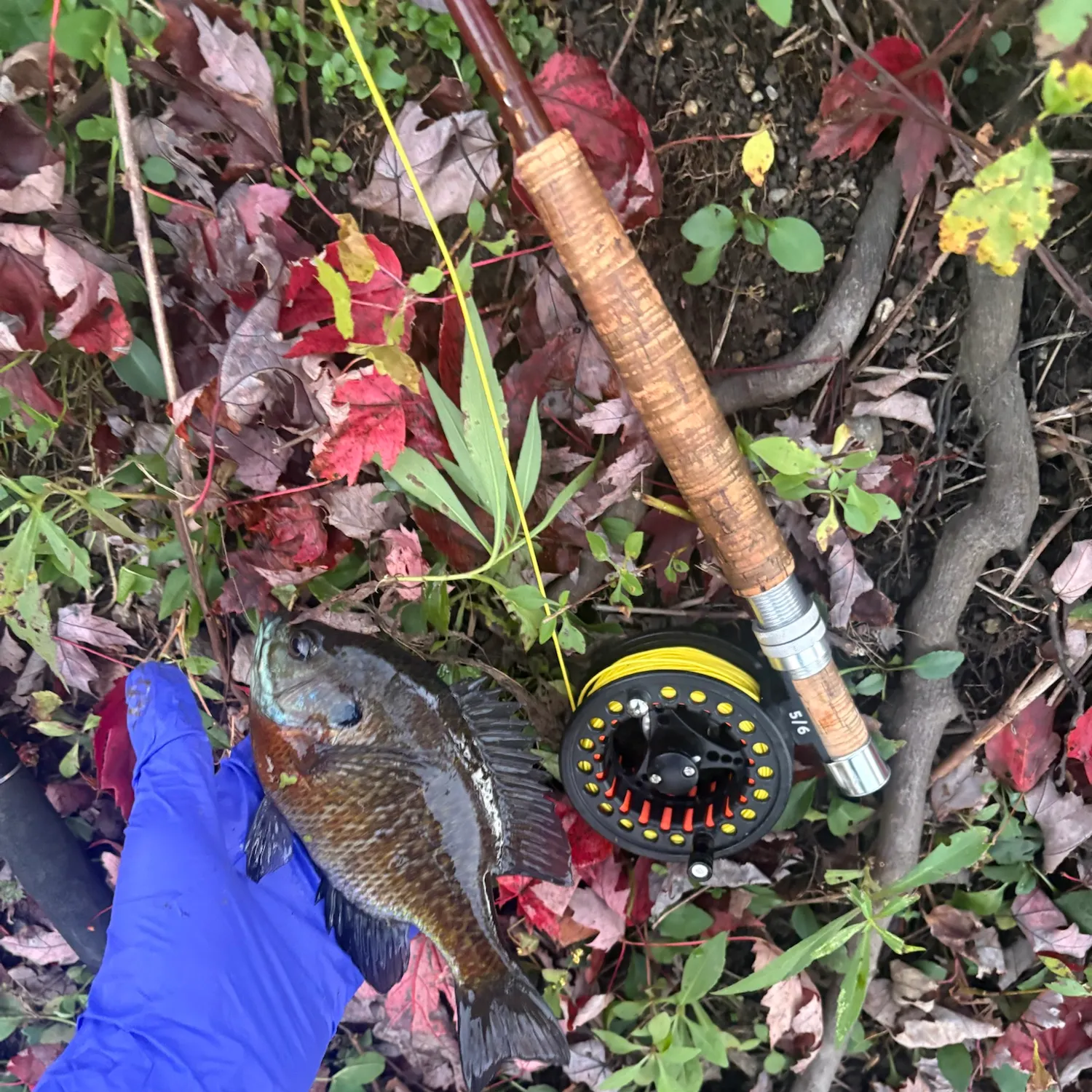 Bluegill caught on Fishbrain