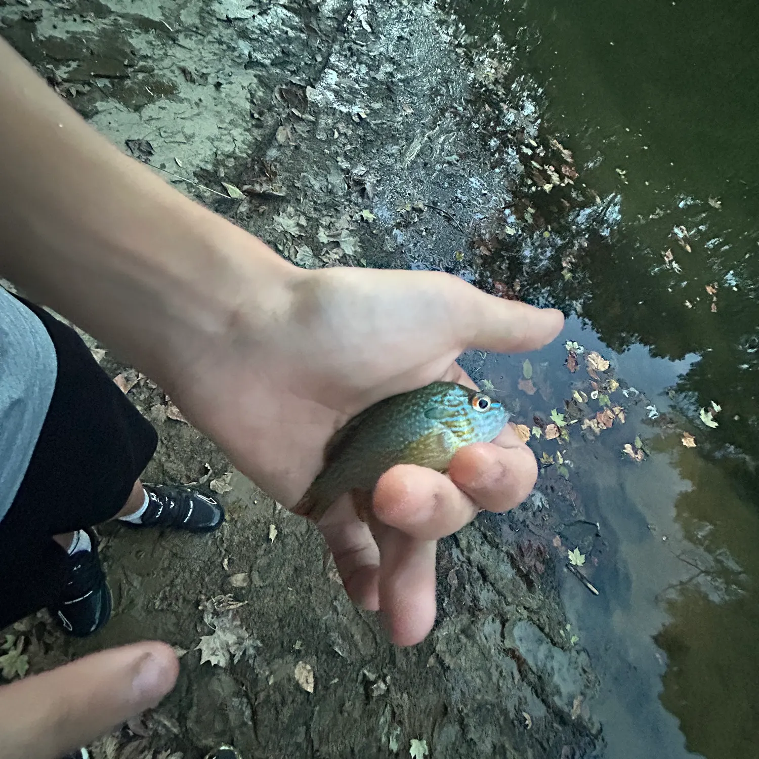 Longear sunfish caught on Fishbrain