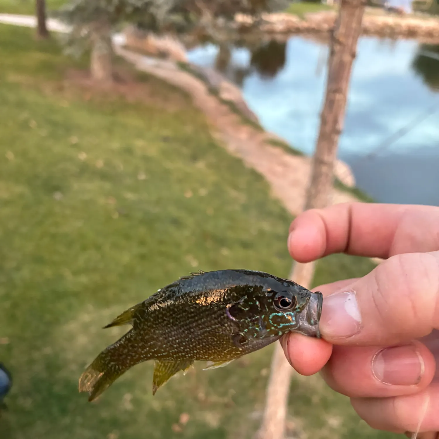 Bluegill caught on Fishbrain