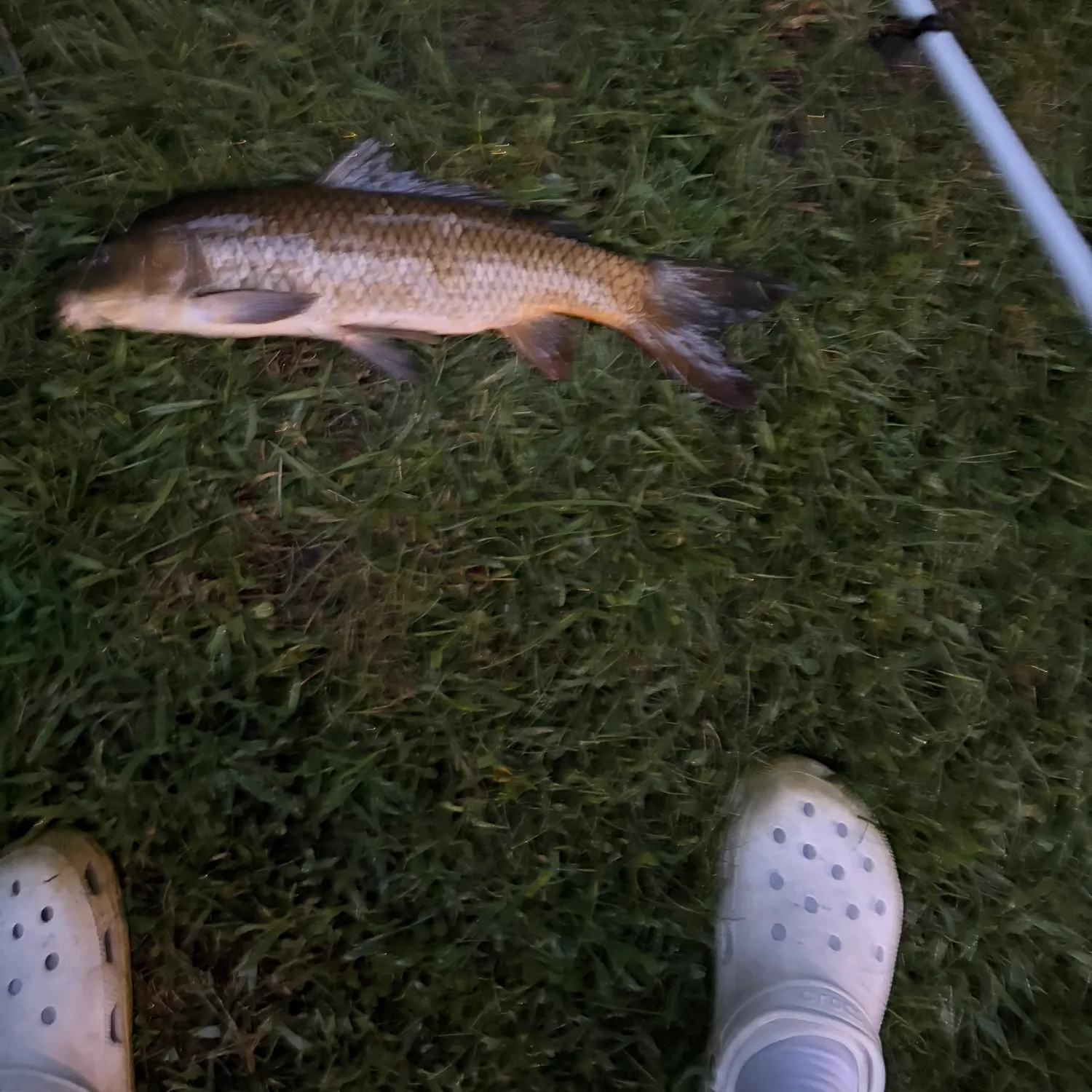 Common carp caught on Fishbrain