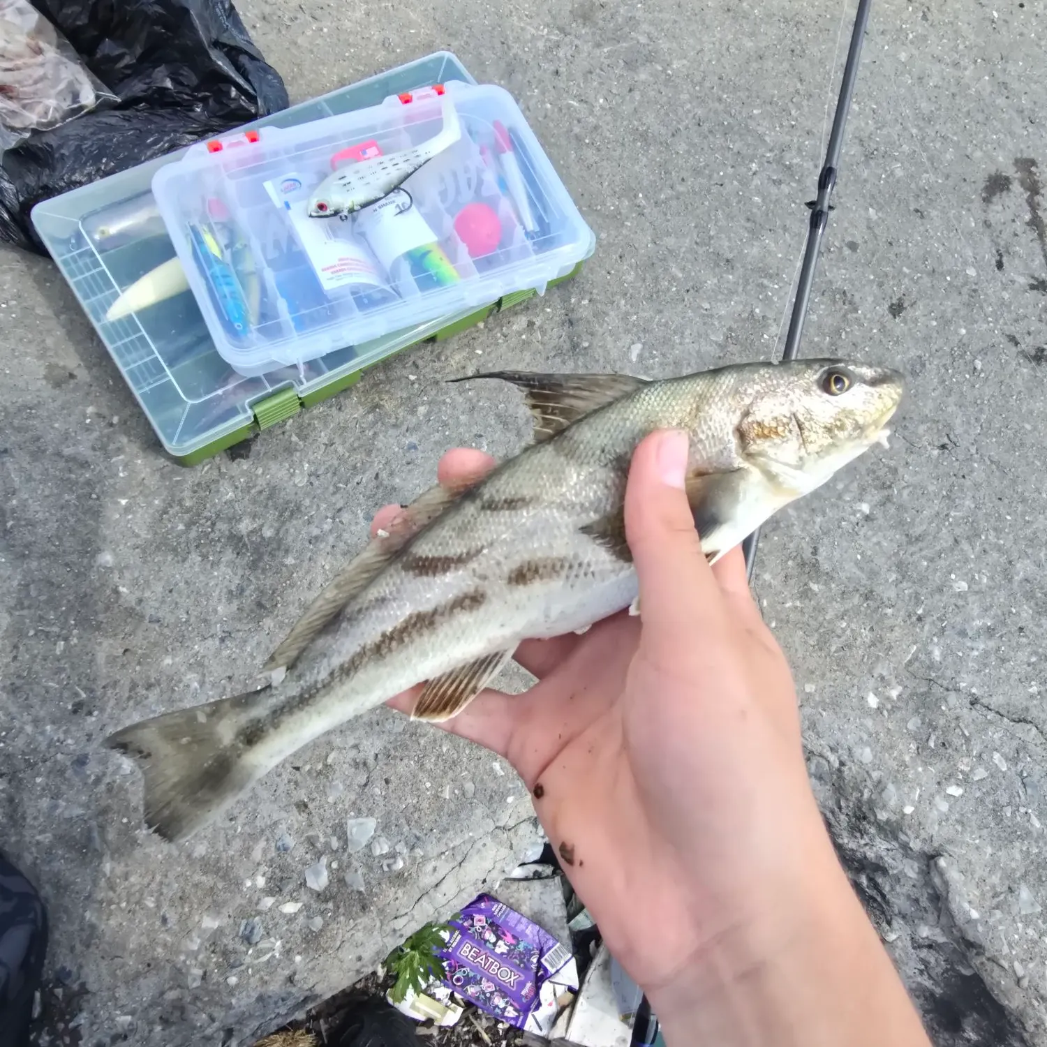 The most recent Northern kingcroaker catches on Fishbrain