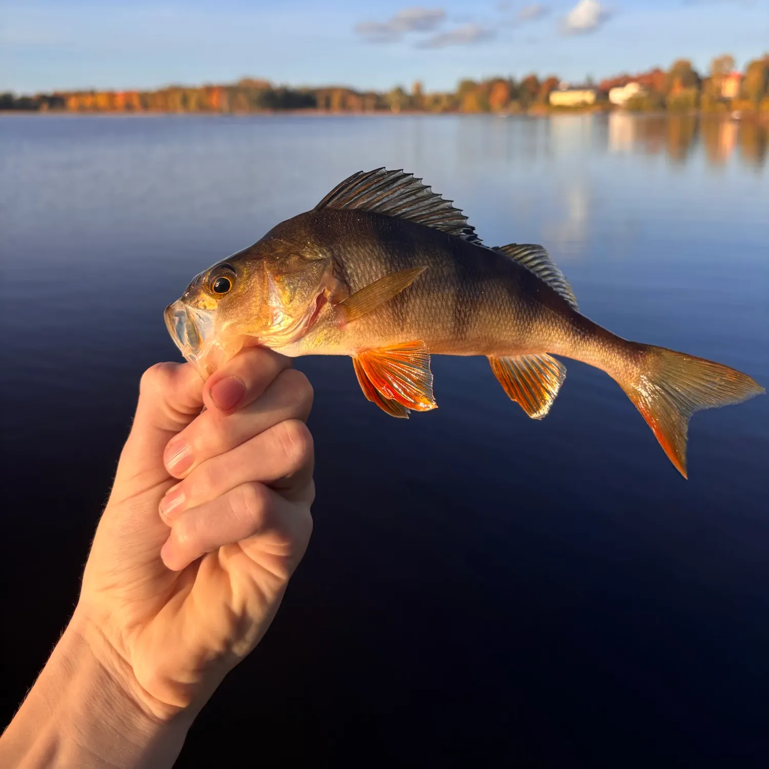 European perch caught on Fishbrain