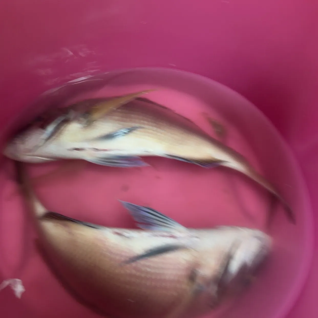 Scup caught on Fishbrain