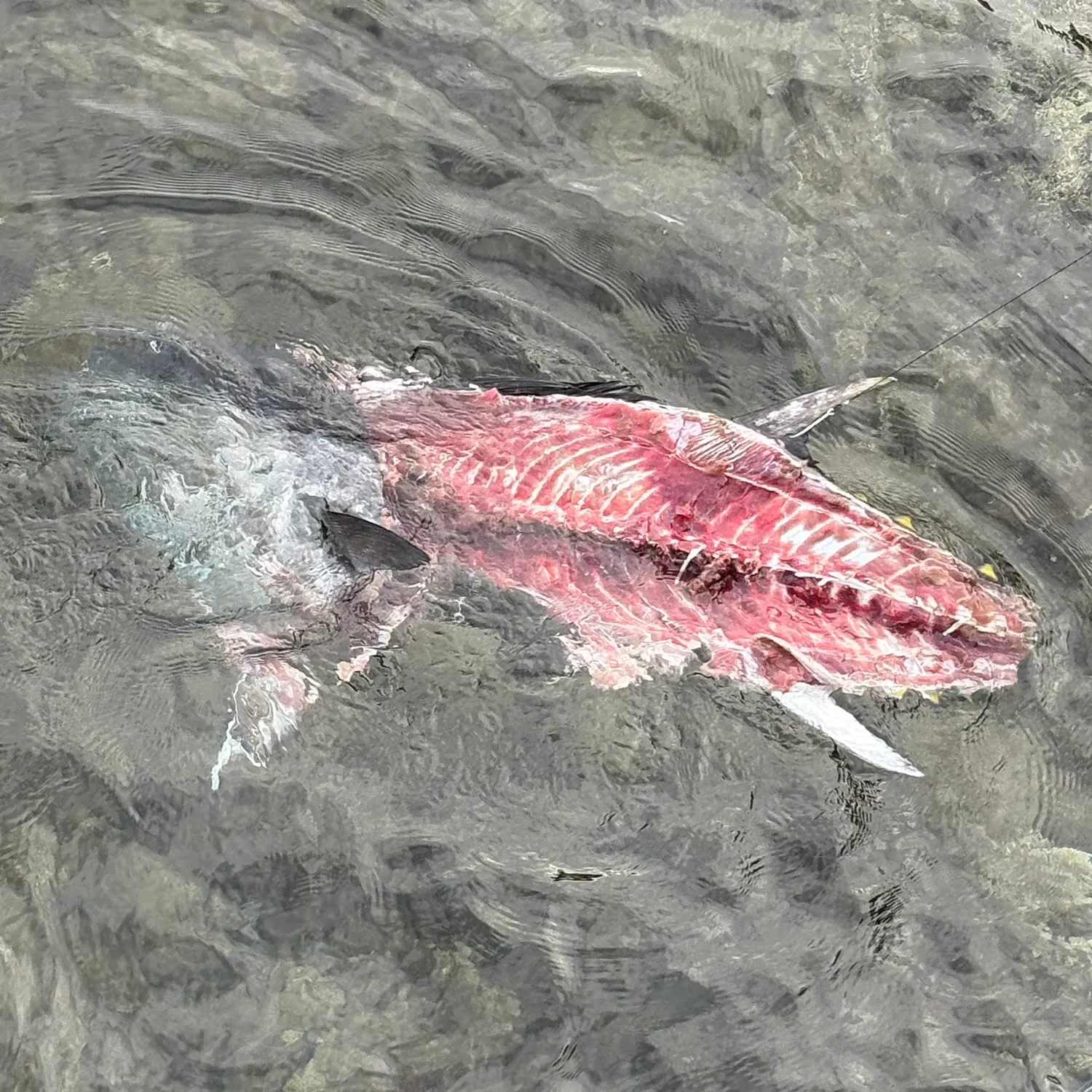 The most recent Southern bluefin tuna catches on Fishbrain