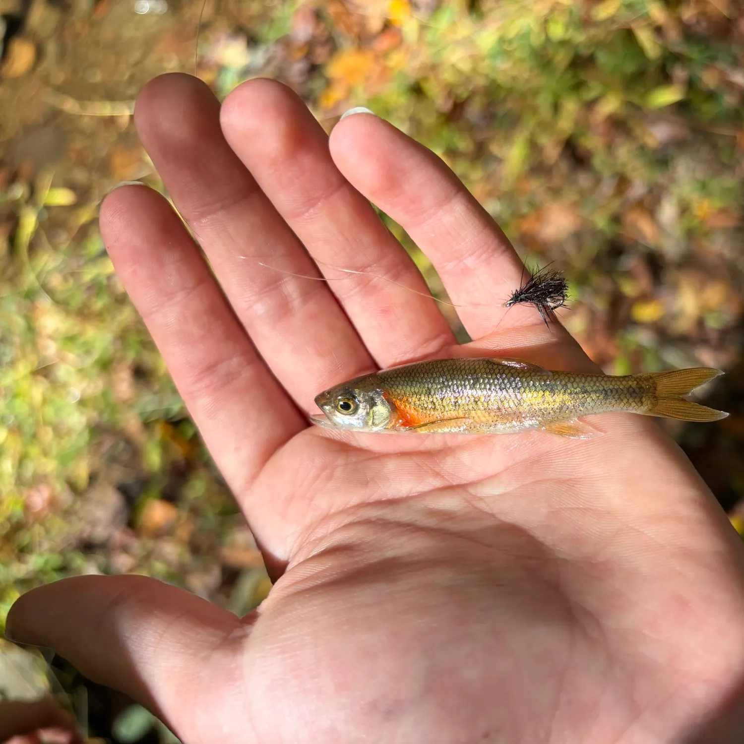 Common shiner caught on Fishbrain