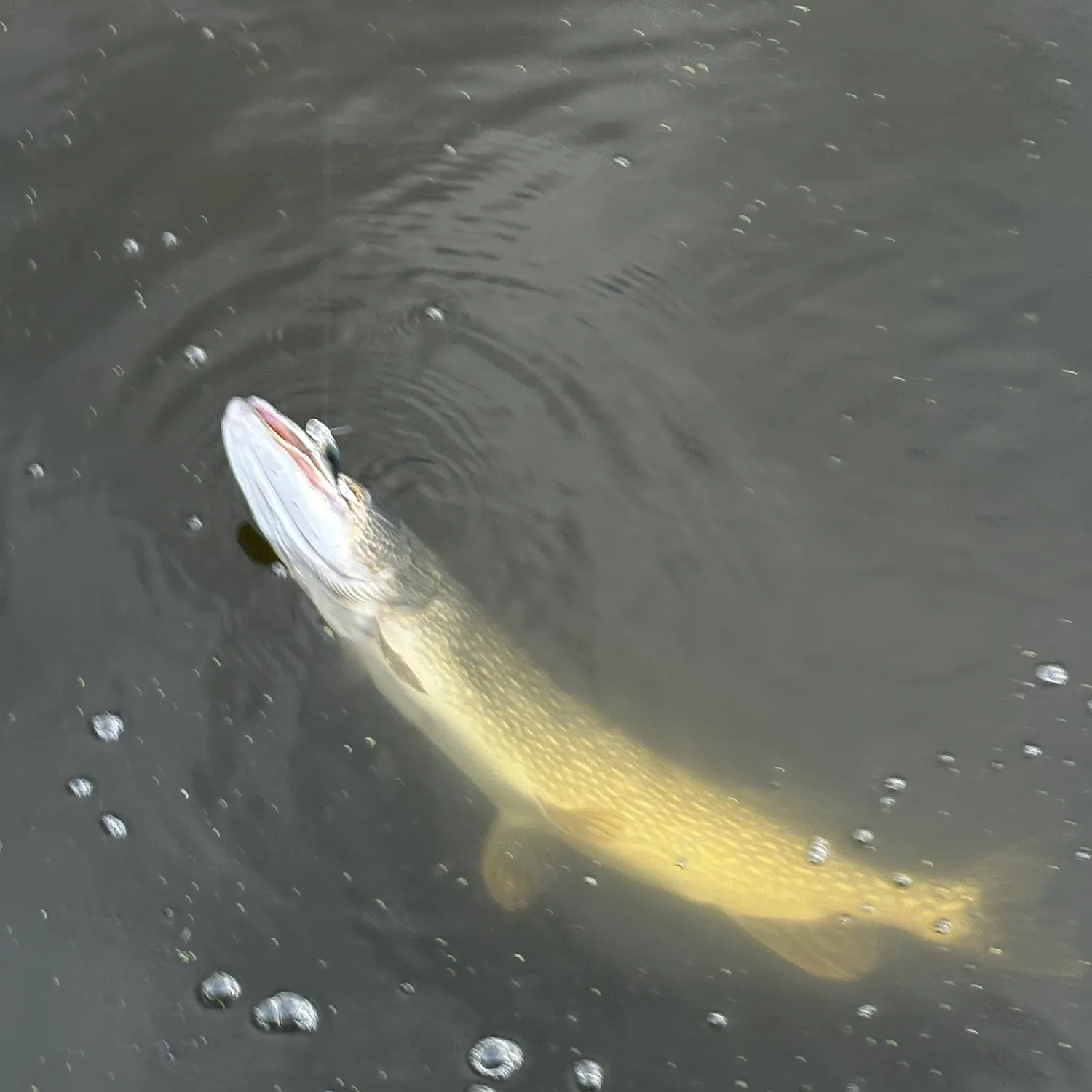 Northern pike caught on Fishbrain