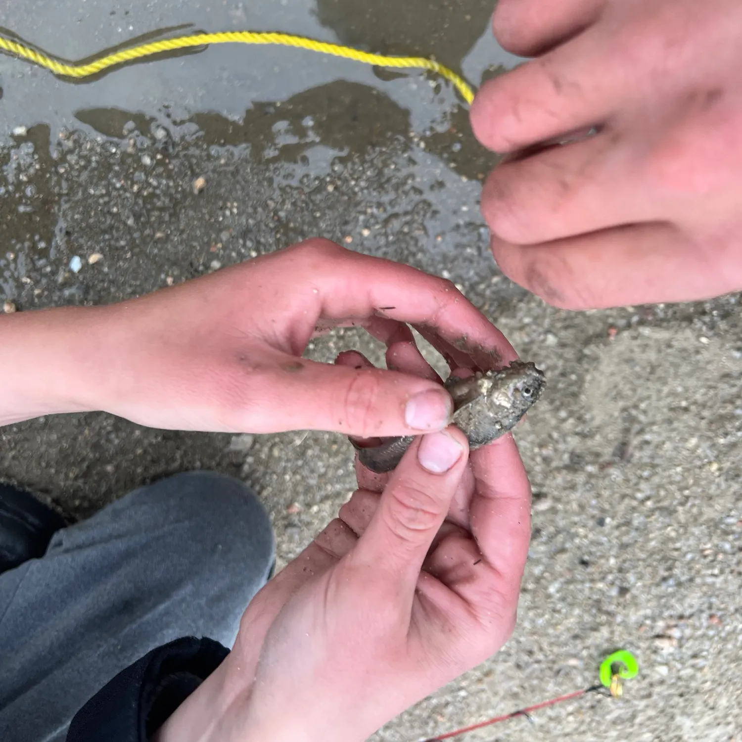 The most recent Creek chub catches on Fishbrain