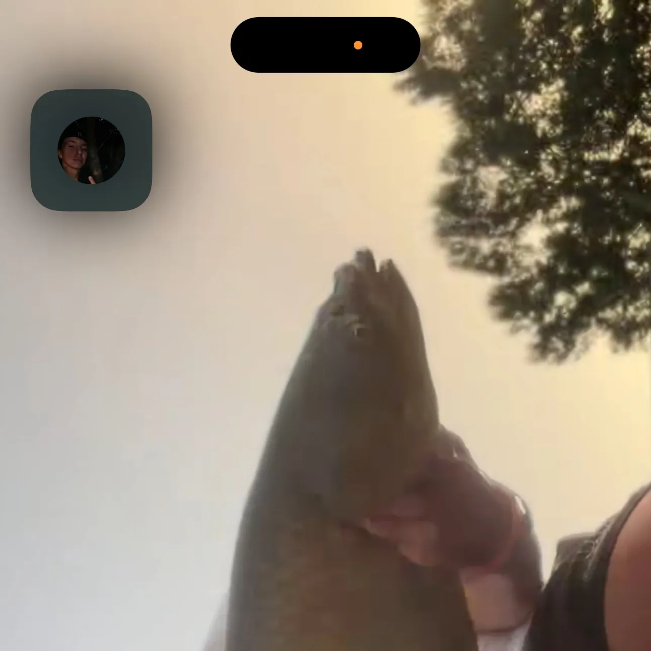 Fish caught on Fishbrain