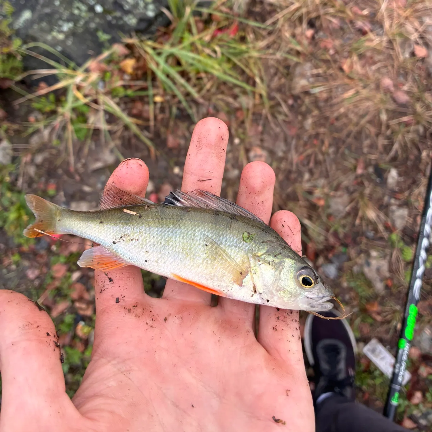 European perch caught on Fishbrain