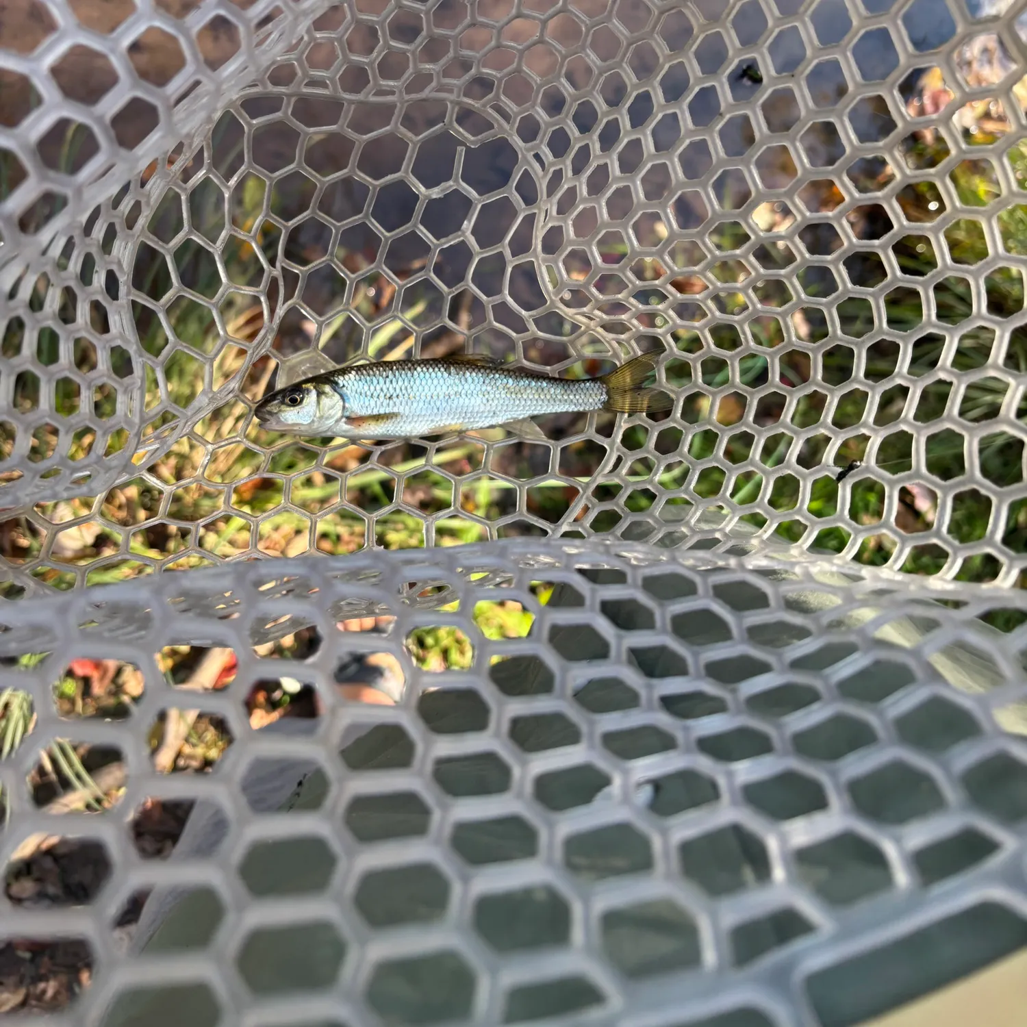 Fallfish caught on Fishbrain