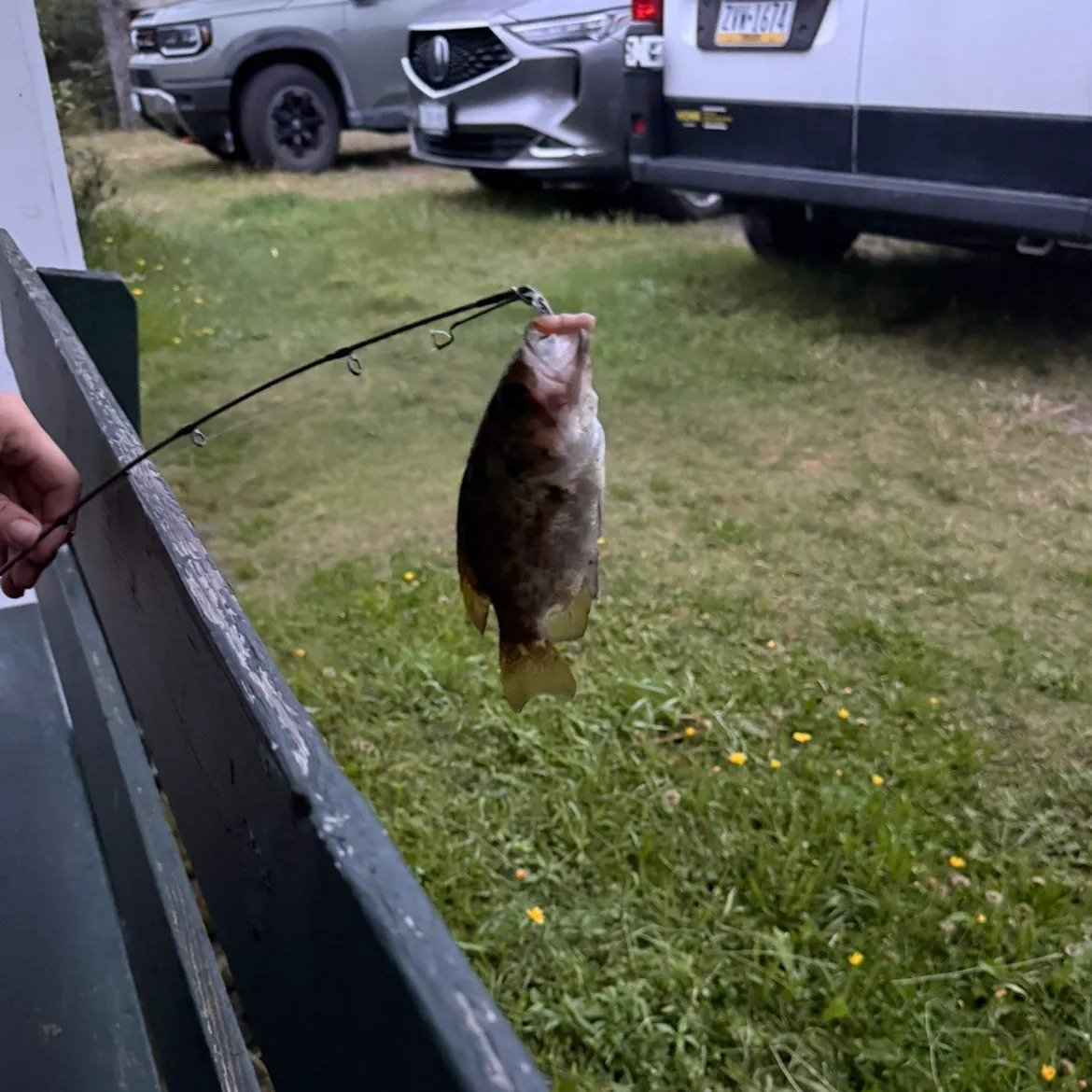 Rock bass caught on Fishbrain