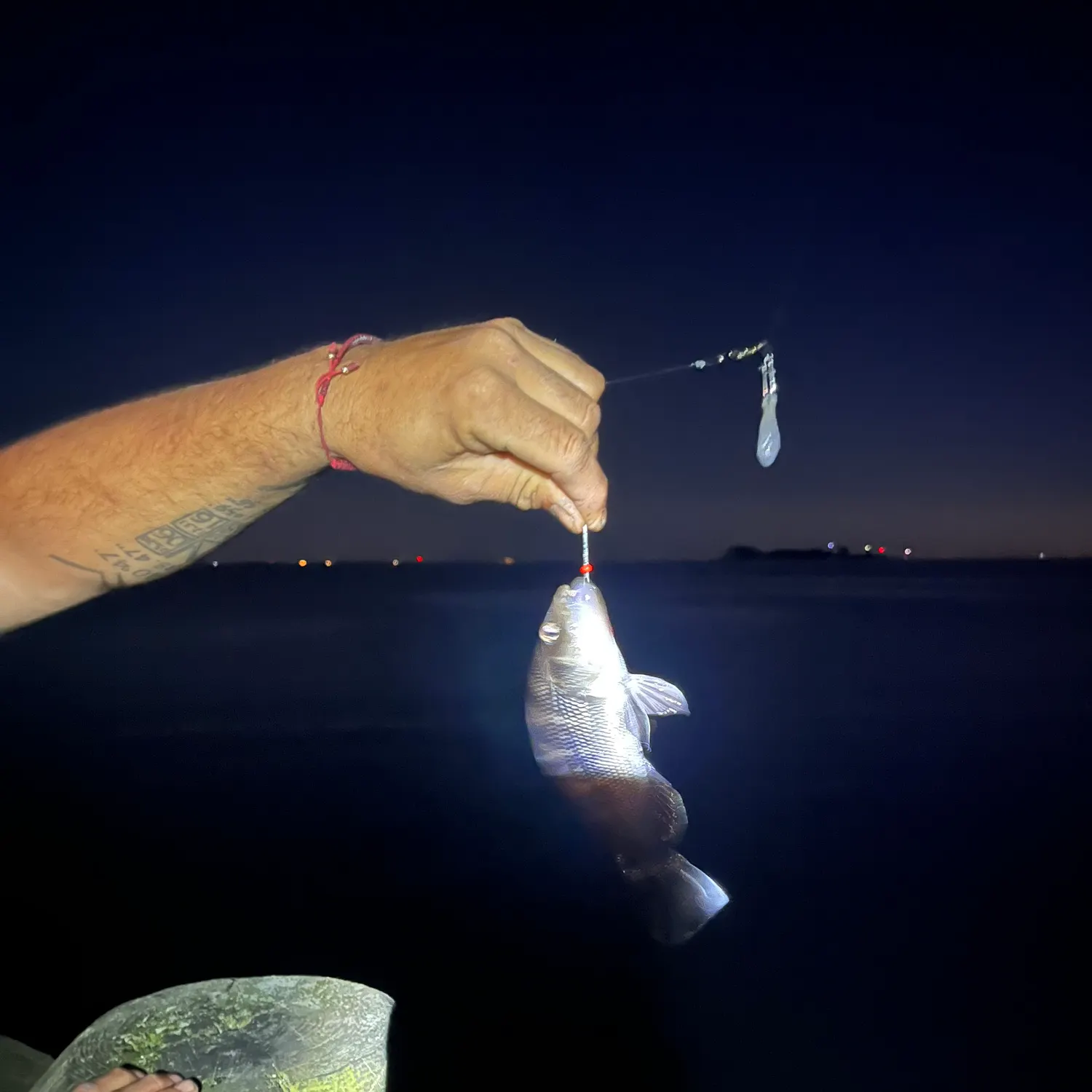 The most recent Rock sea bass catches on Fishbrain