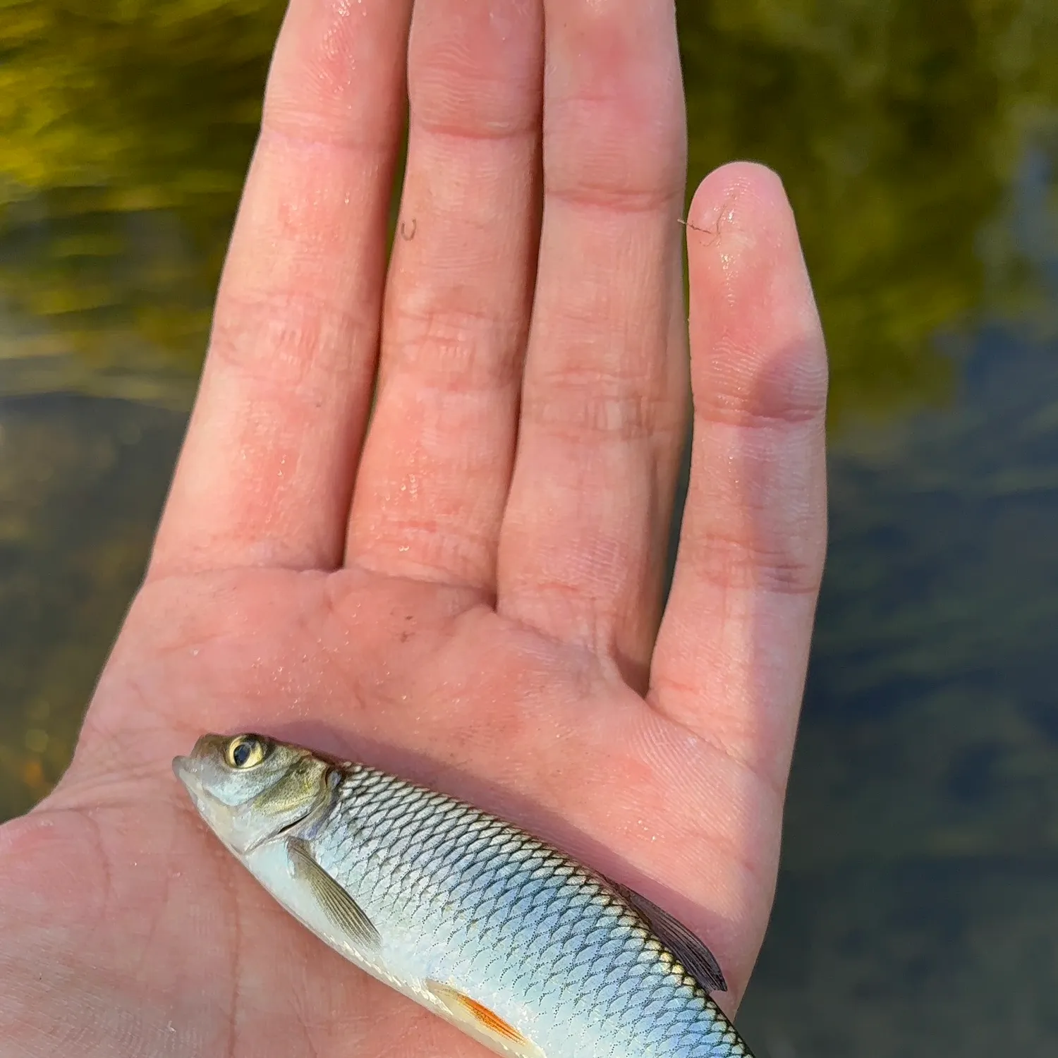 The most recent Common dace catches on Fishbrain