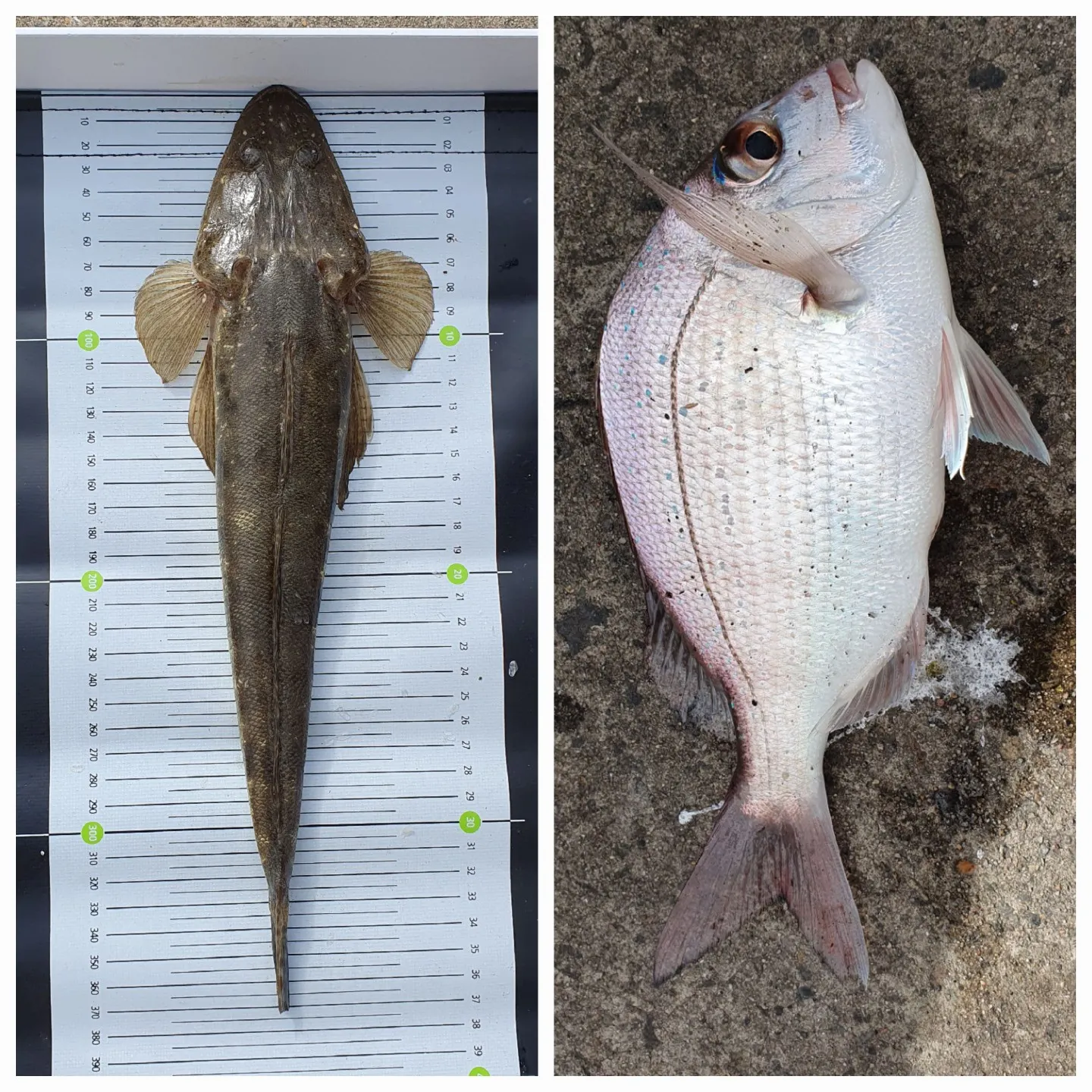 recently logged catches