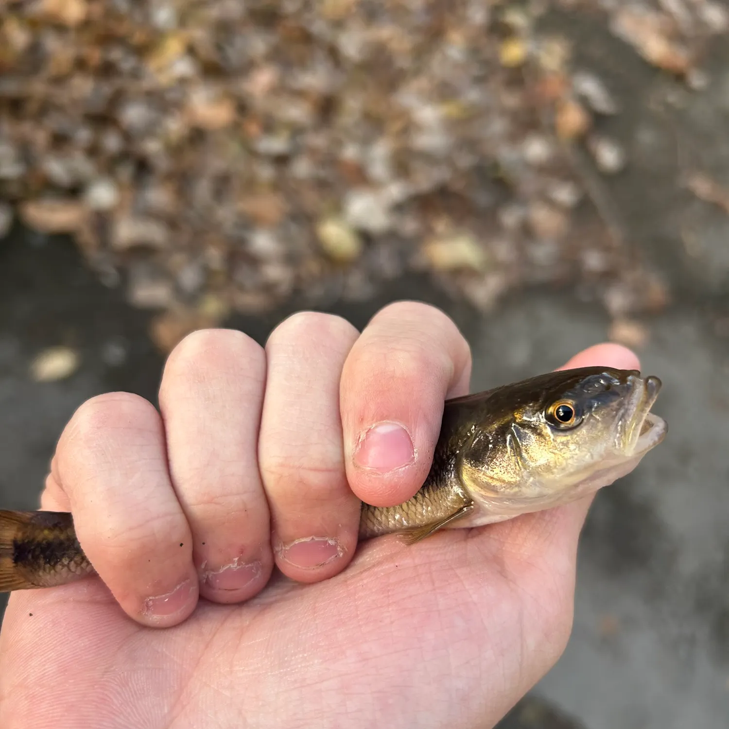 The most recent Eastern blacknose dace catches on Fishbrain