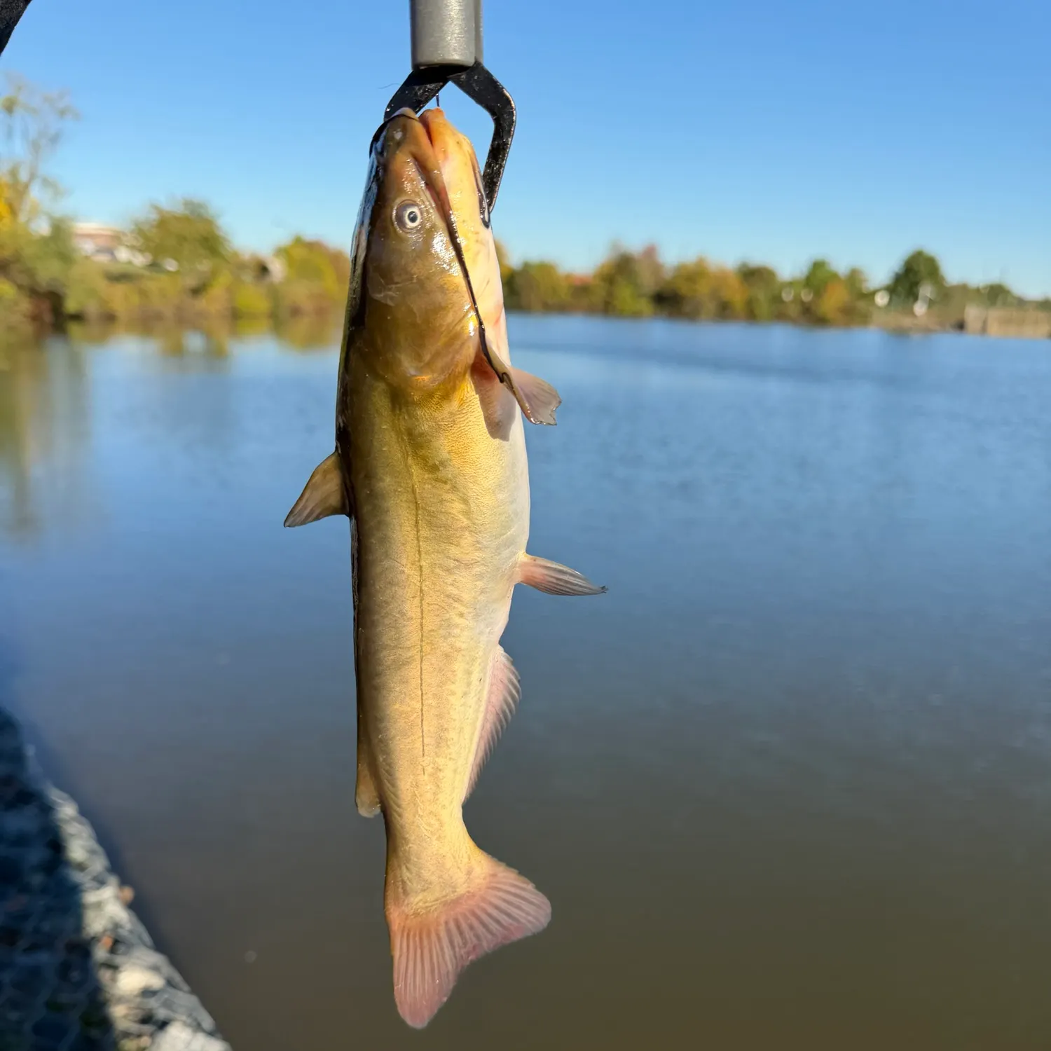 Brown bullhead caught on Fishbrain