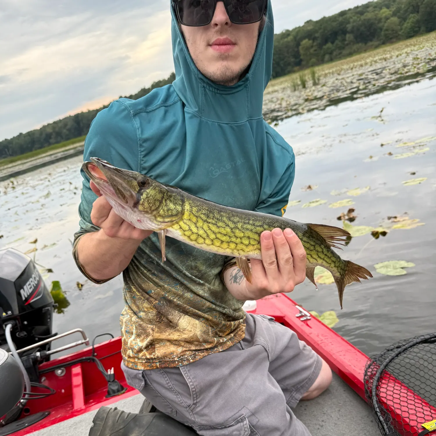 Chain pickerel caught on Fishbrain