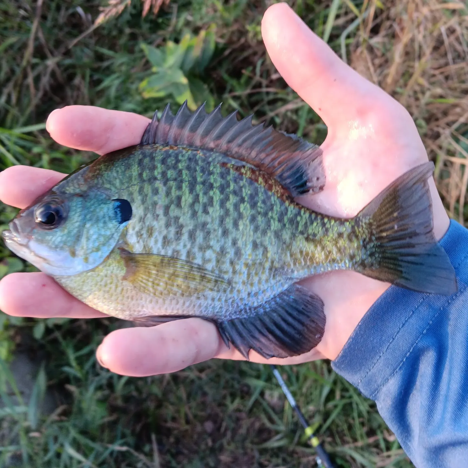 Bluegill caught on Fishbrain