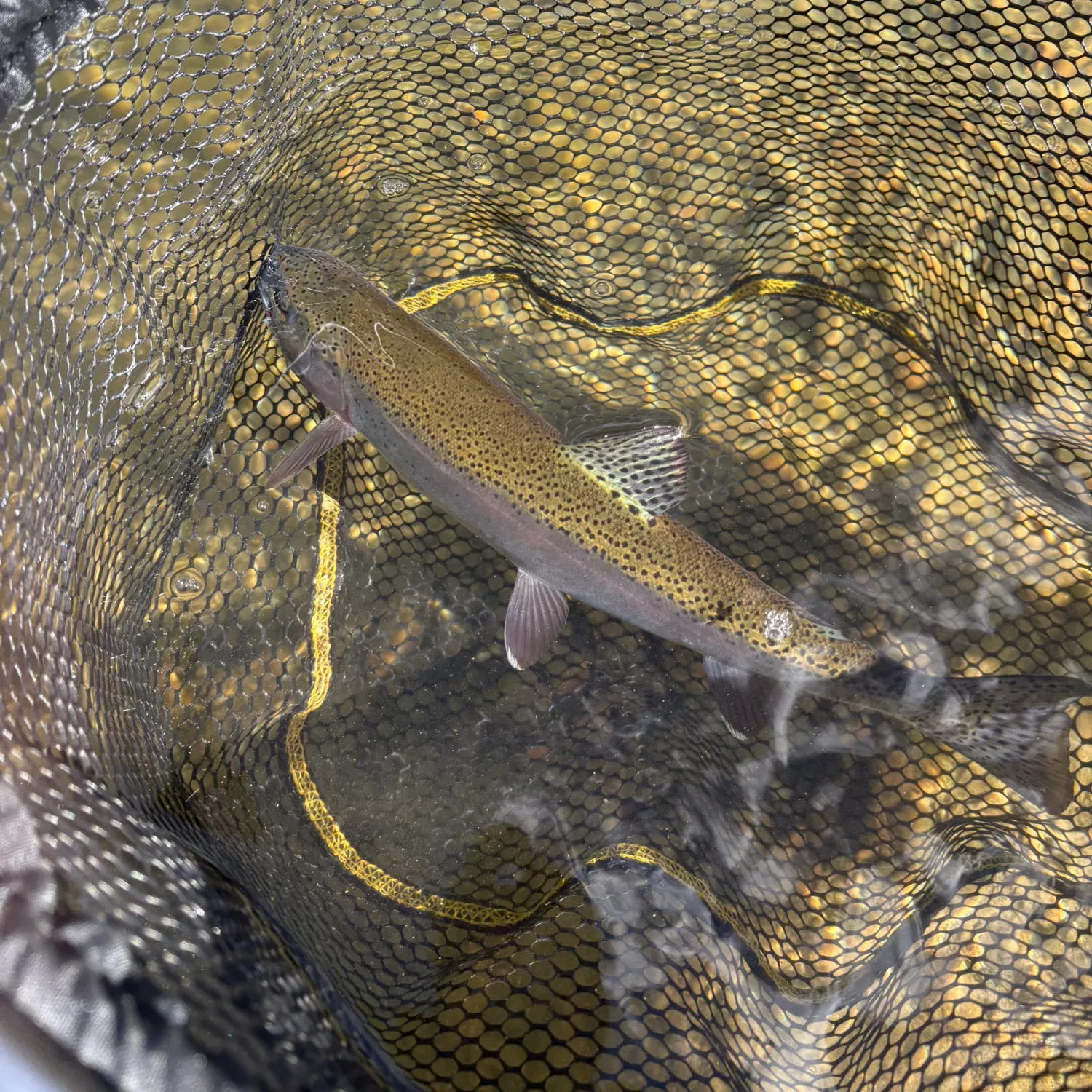 Rainbow trout caught on Fishbrain