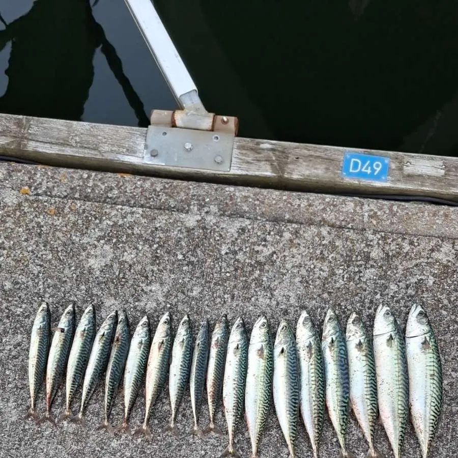 Atlantic mackerel caught on Fishbrain