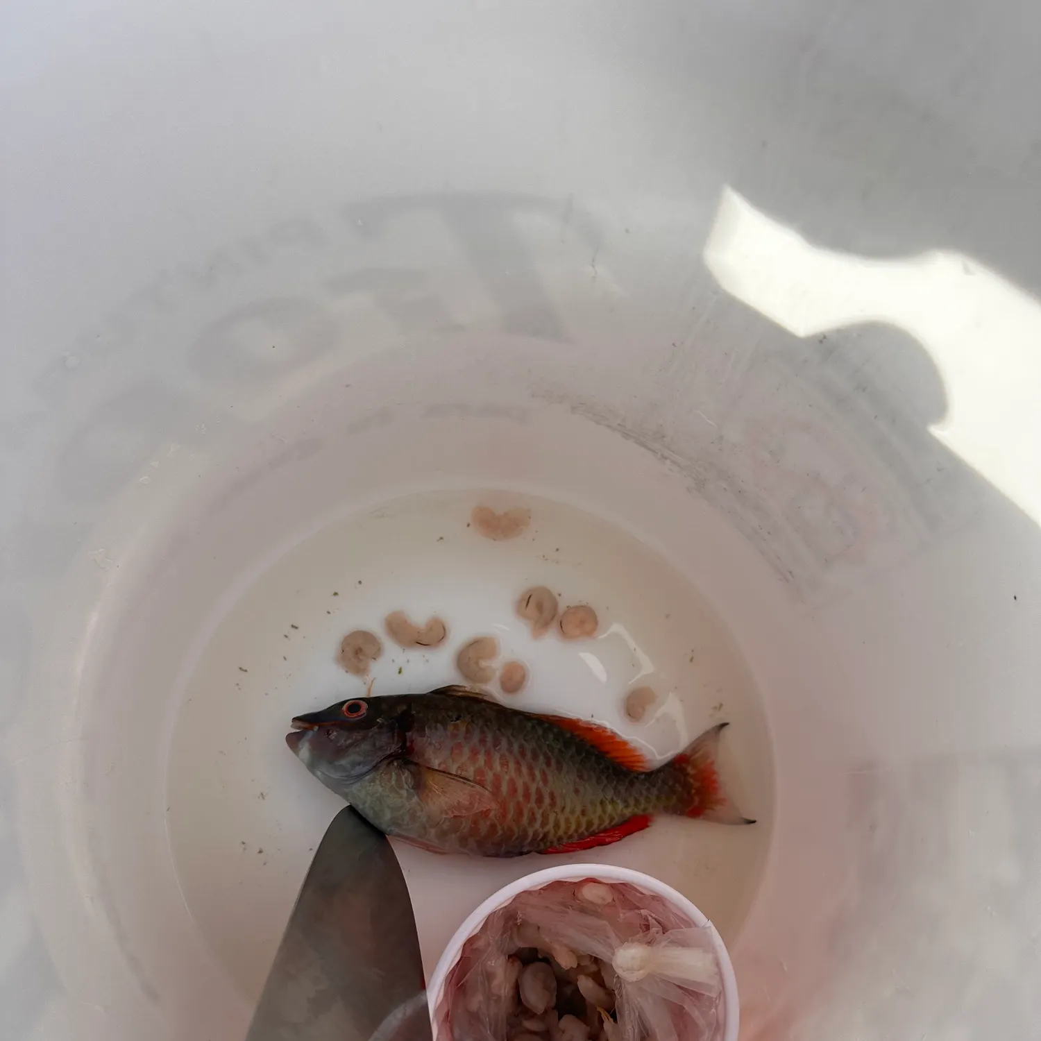 The most recent Stoplight parrotfish catches on Fishbrain