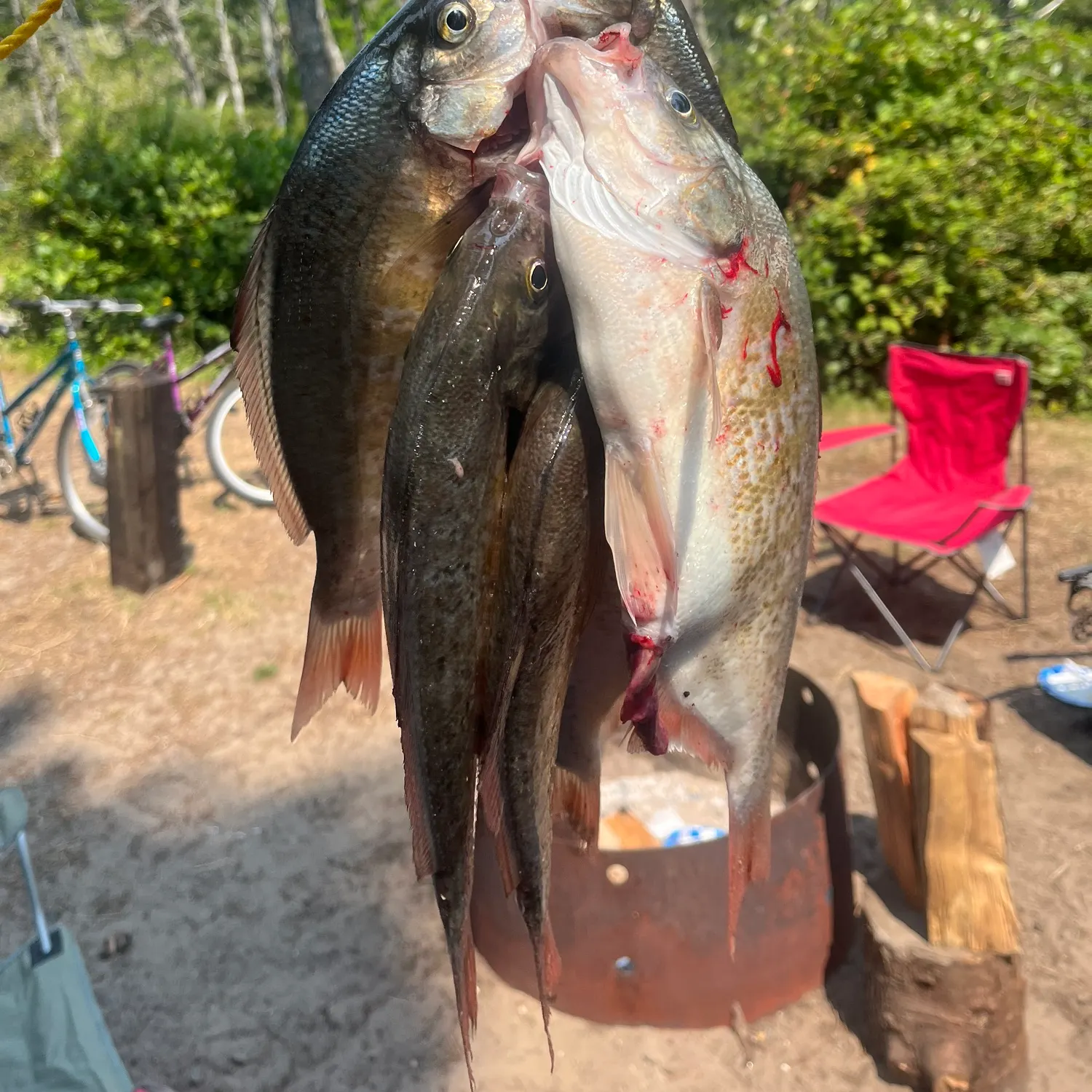 recently logged catches