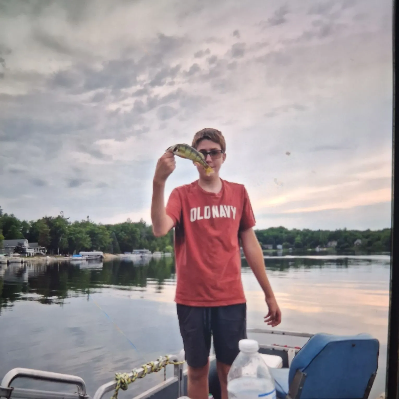 Yellow perch caught on Fishbrain