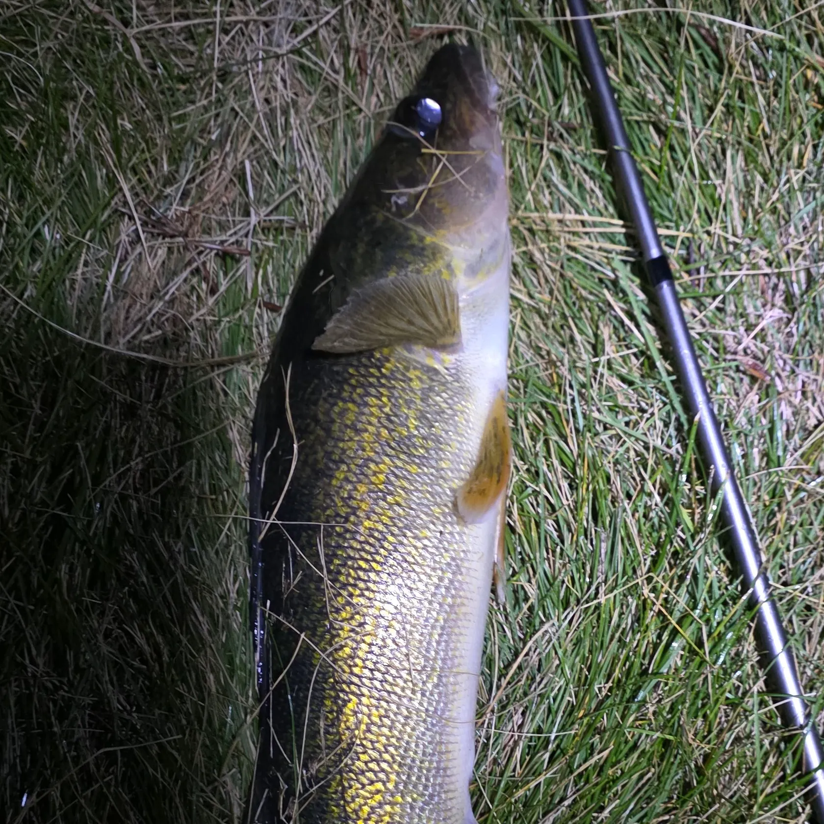 Walleye caught on Fishbrain